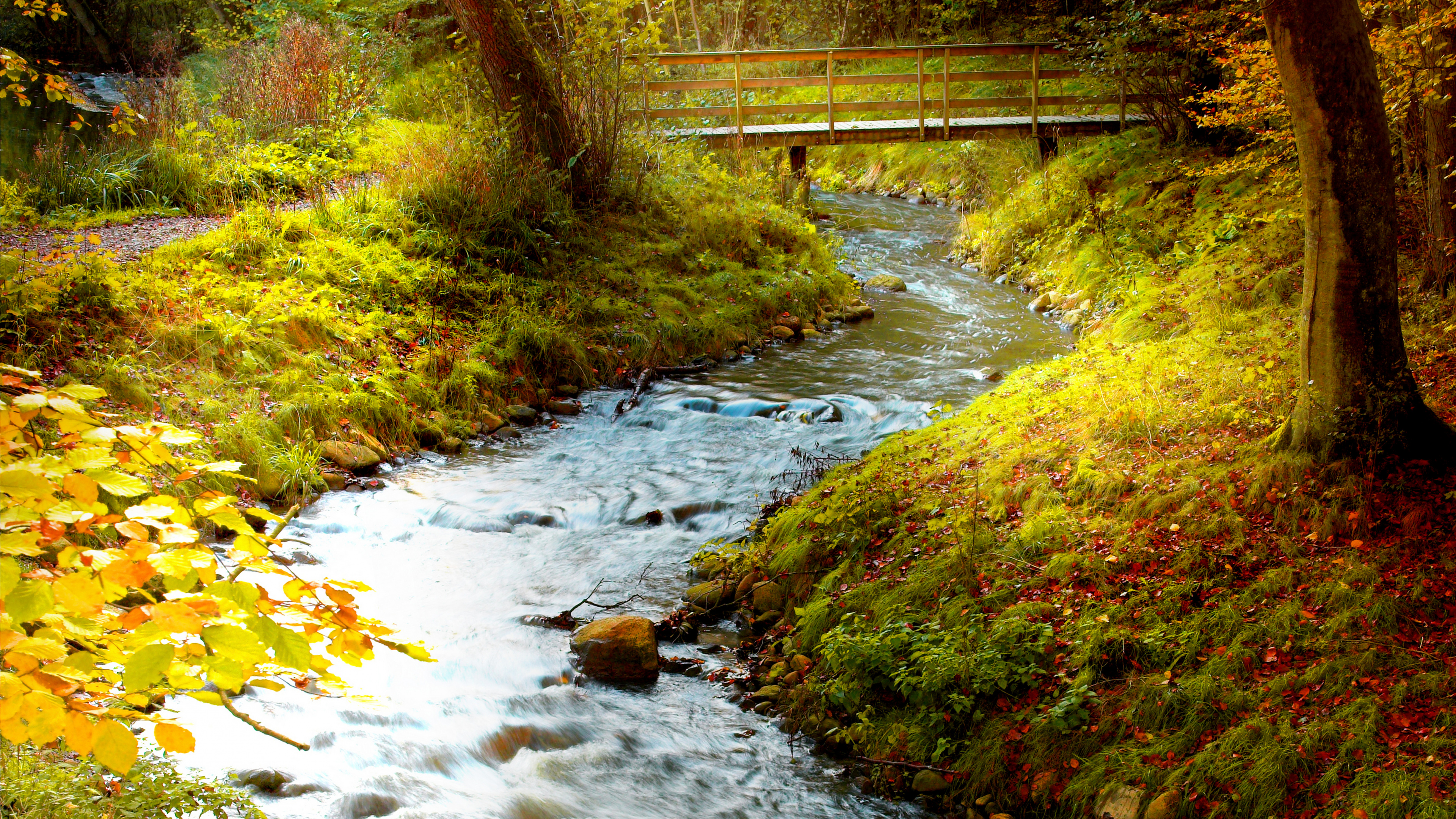 Green Moss on River Bank. Wallpaper in 3840x2160 Resolution