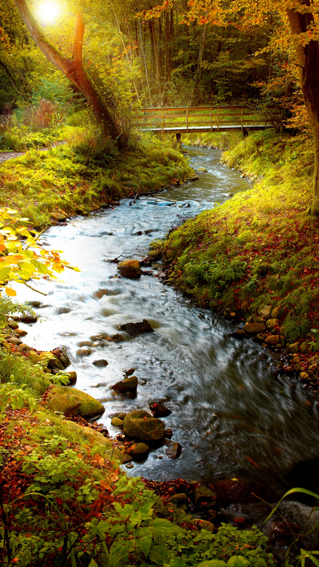 Grünes Moos am Flussufer. Wallpaper in 1080x1920 Resolution