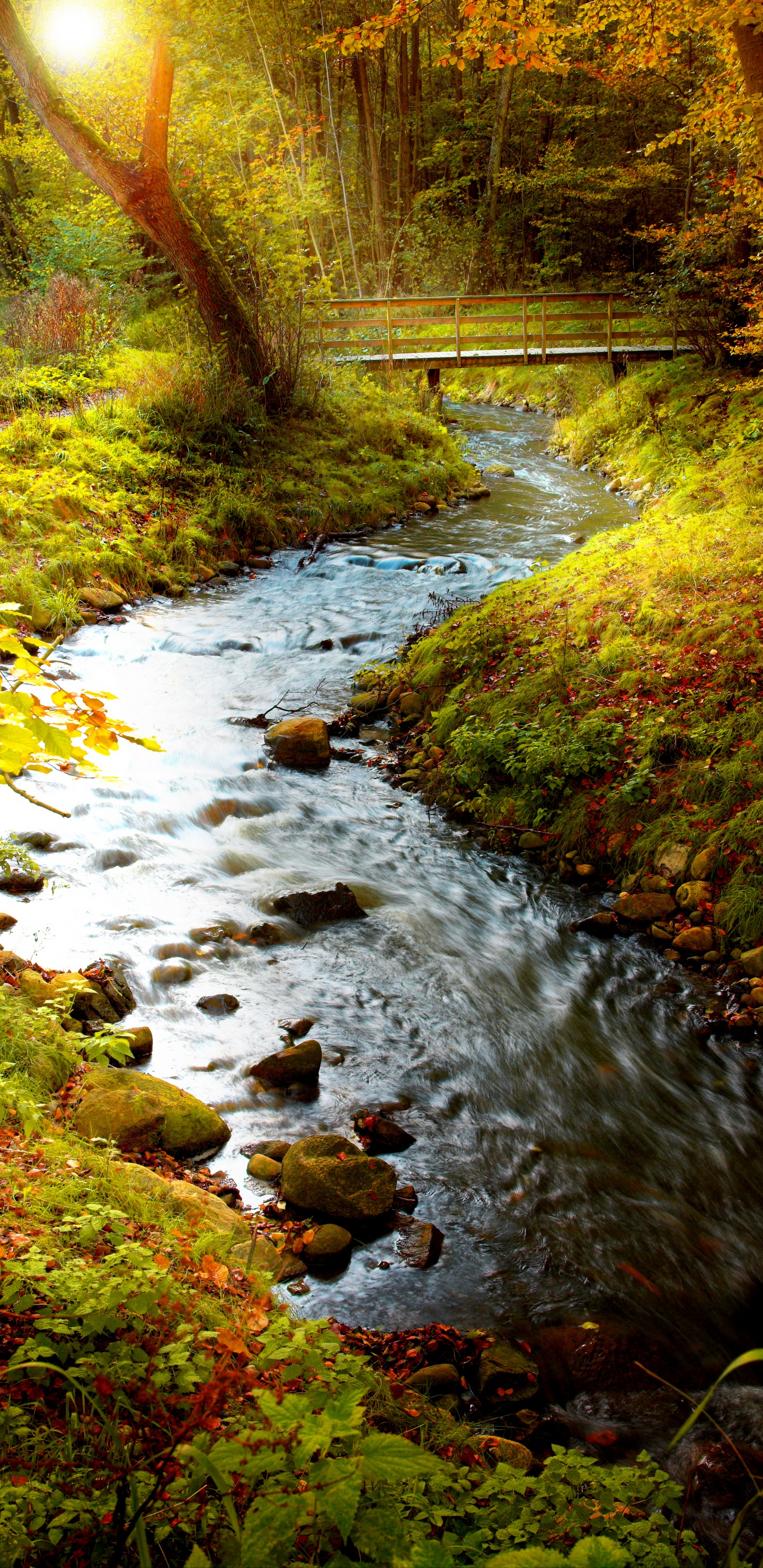 Grünes Moos am Flussufer. Wallpaper in 1440x2960 Resolution