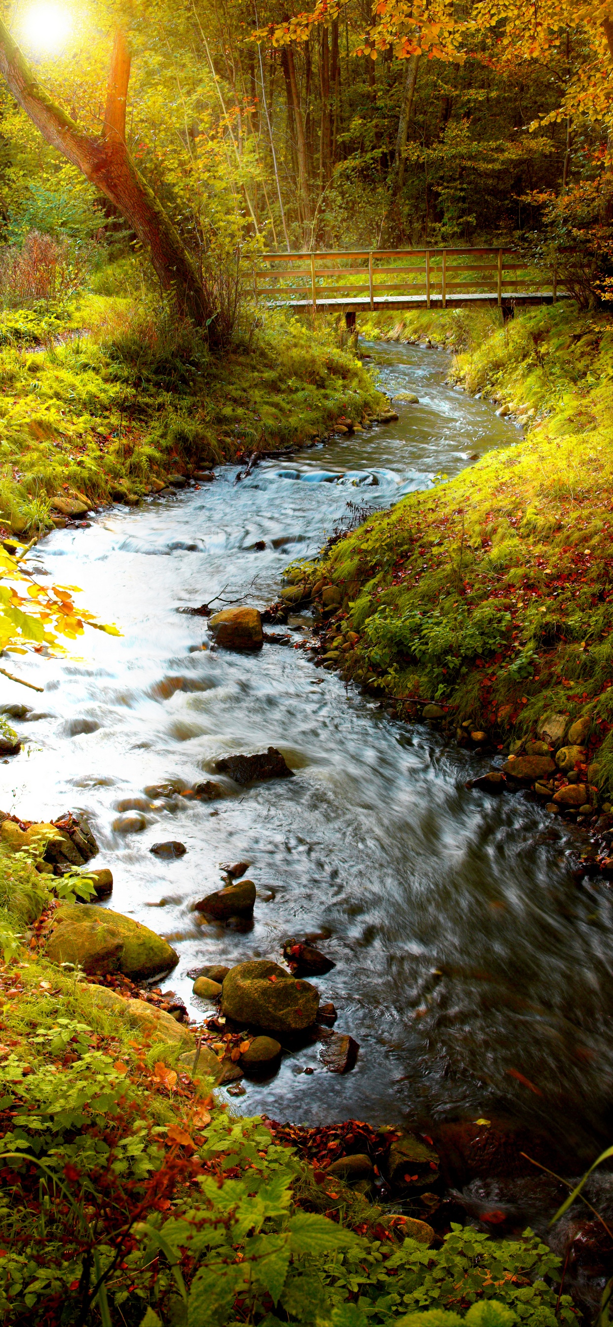 Musgo Verde en la Orilla Del Río. Wallpaper in 1242x2688 Resolution