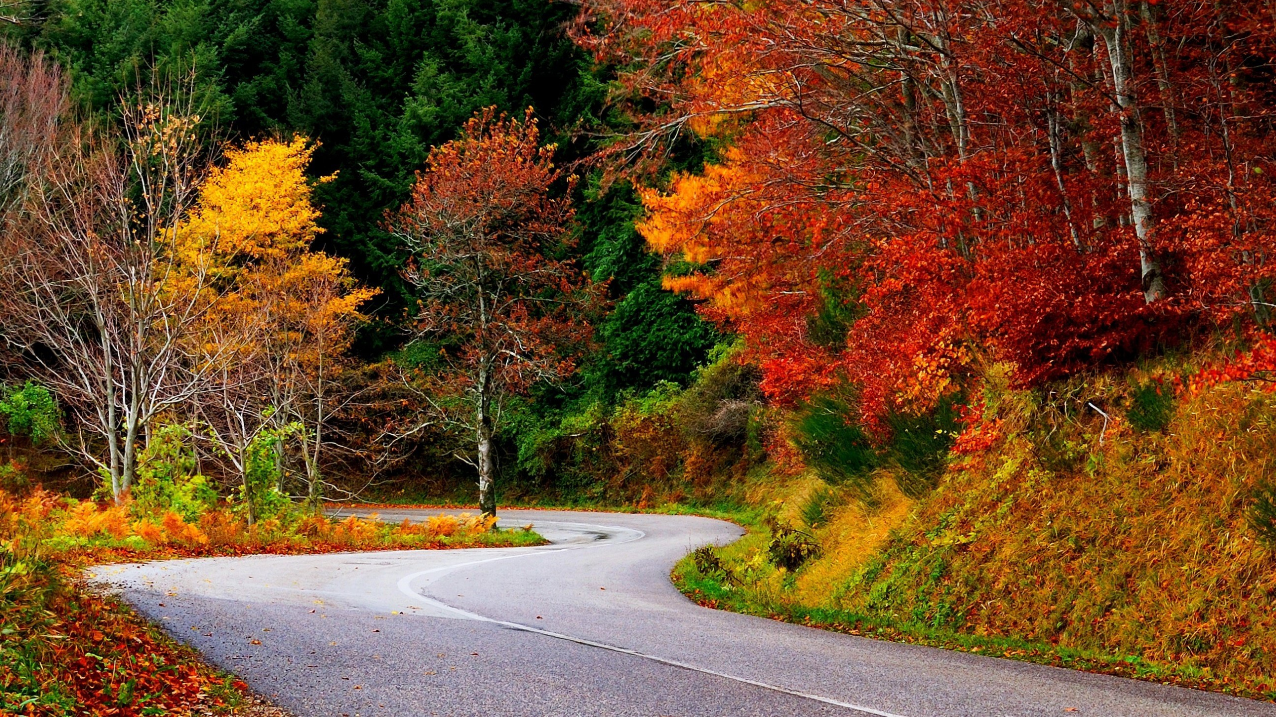 Gray Concrete Road in Between Trees. Wallpaper in 2560x1440 Resolution