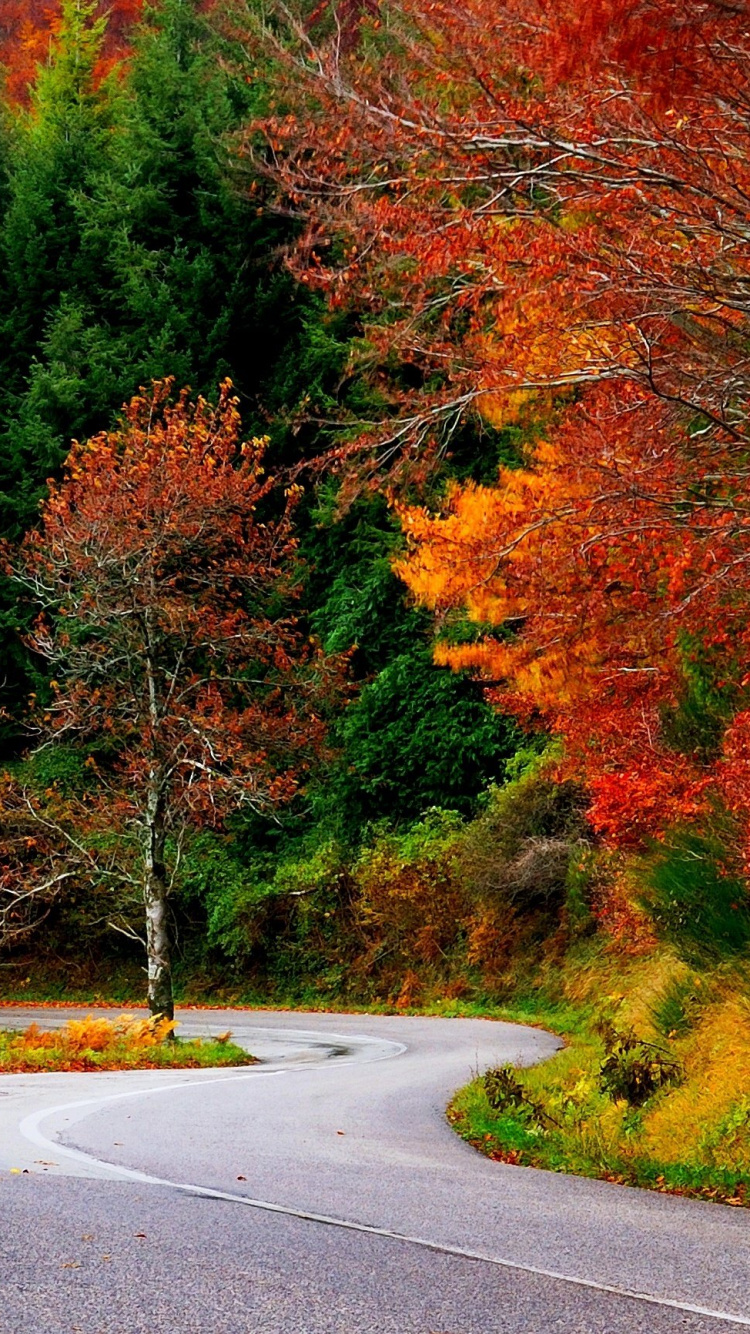 Route en Béton Gris Entre Les Arbres. Wallpaper in 750x1334 Resolution