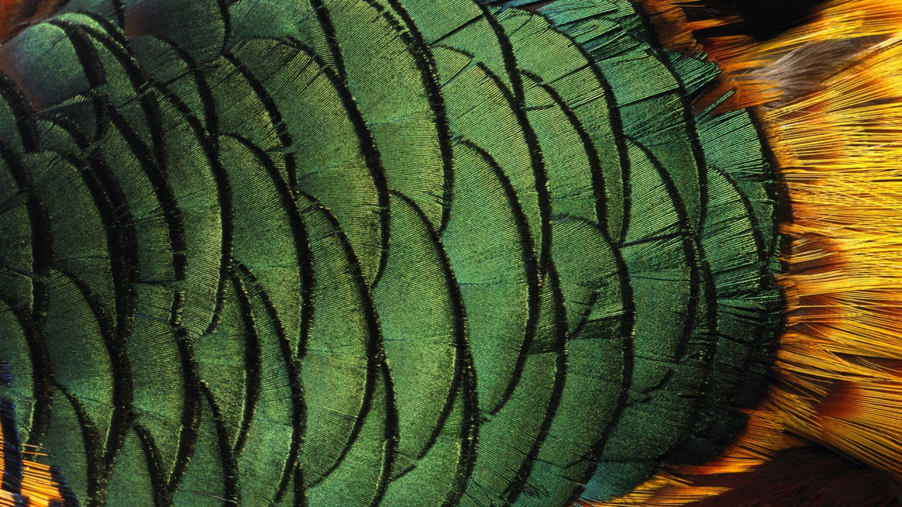 Orange Green and Blue Feather. Wallpaper in 1280x720 Resolution