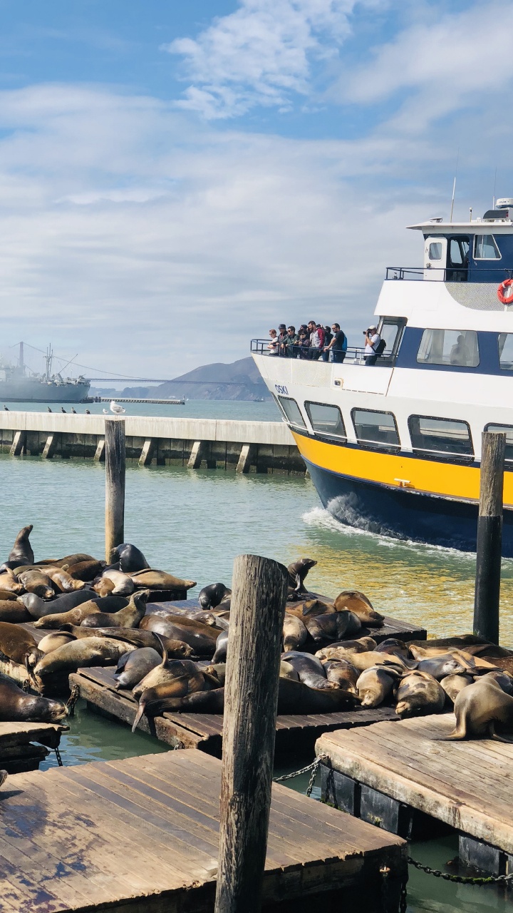 Pier, San Francisco, Wasser-Transport, Boot, Fähre. Wallpaper in 720x1280 Resolution
