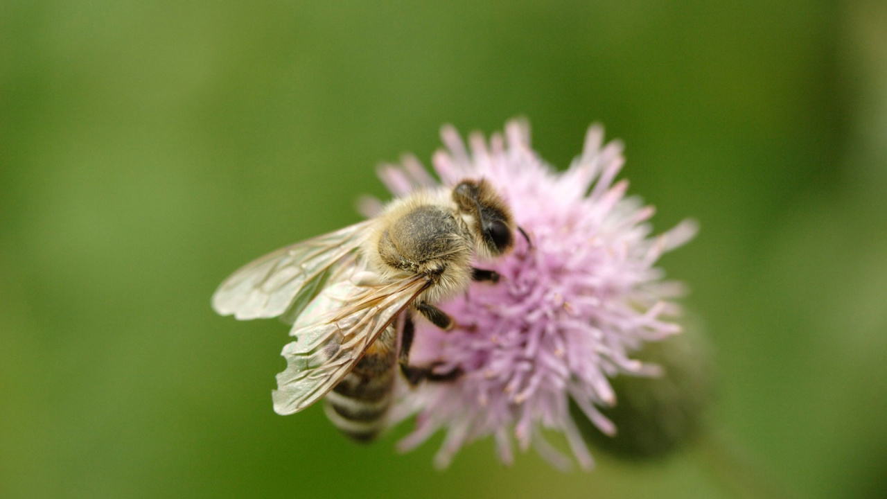 Abeille Perchée Sur Une Fleur Pourpre en Photographie Rapprochée Pendant la Journée. Wallpaper in 1280x720 Resolution
