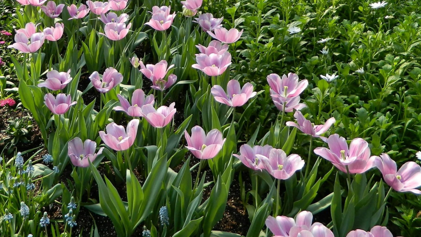 Purple Flowers With Green Leaves. Wallpaper in 1366x768 Resolution