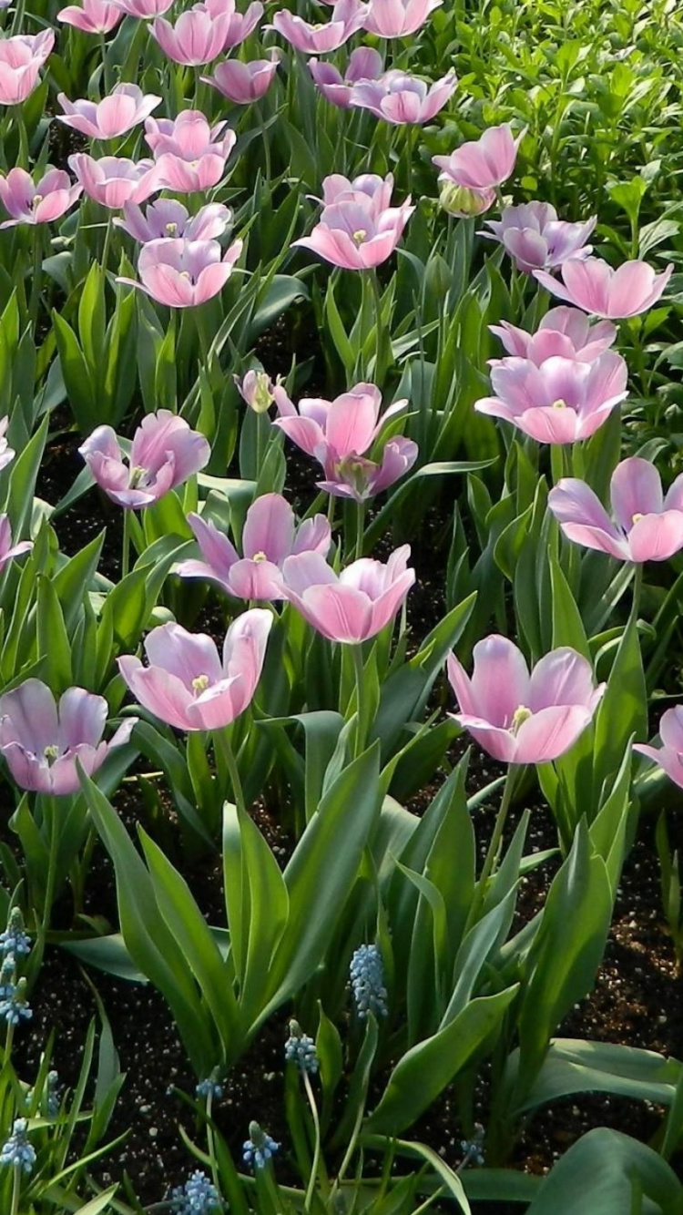 Purple Flowers With Green Leaves. Wallpaper in 750x1334 Resolution