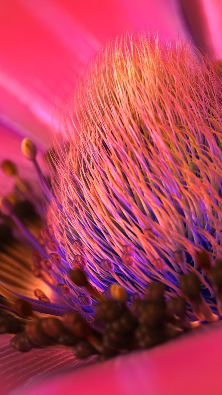 Pink Flower in Macro Photography. Wallpaper in 720x1280 Resolution