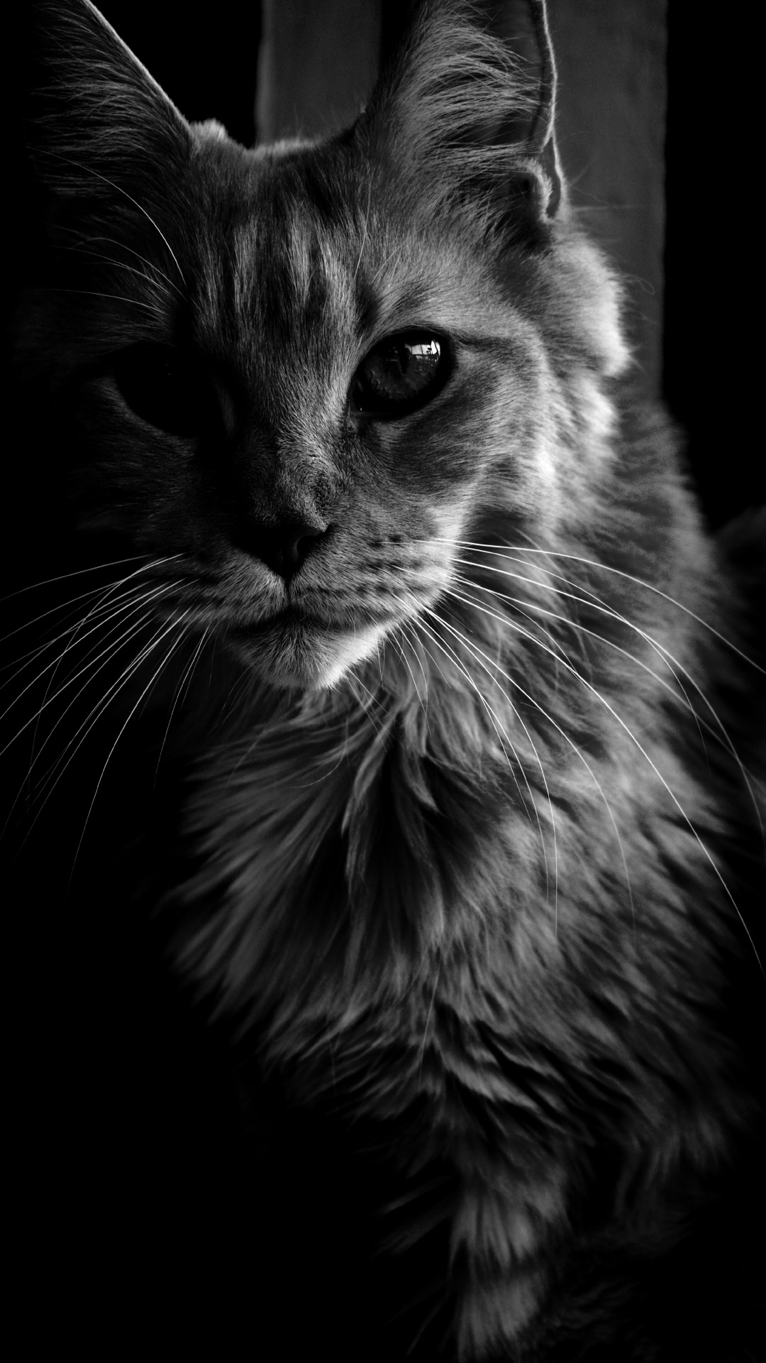 Grayscale Photo of Cat Looking Up. Wallpaper in 1080x1920 Resolution