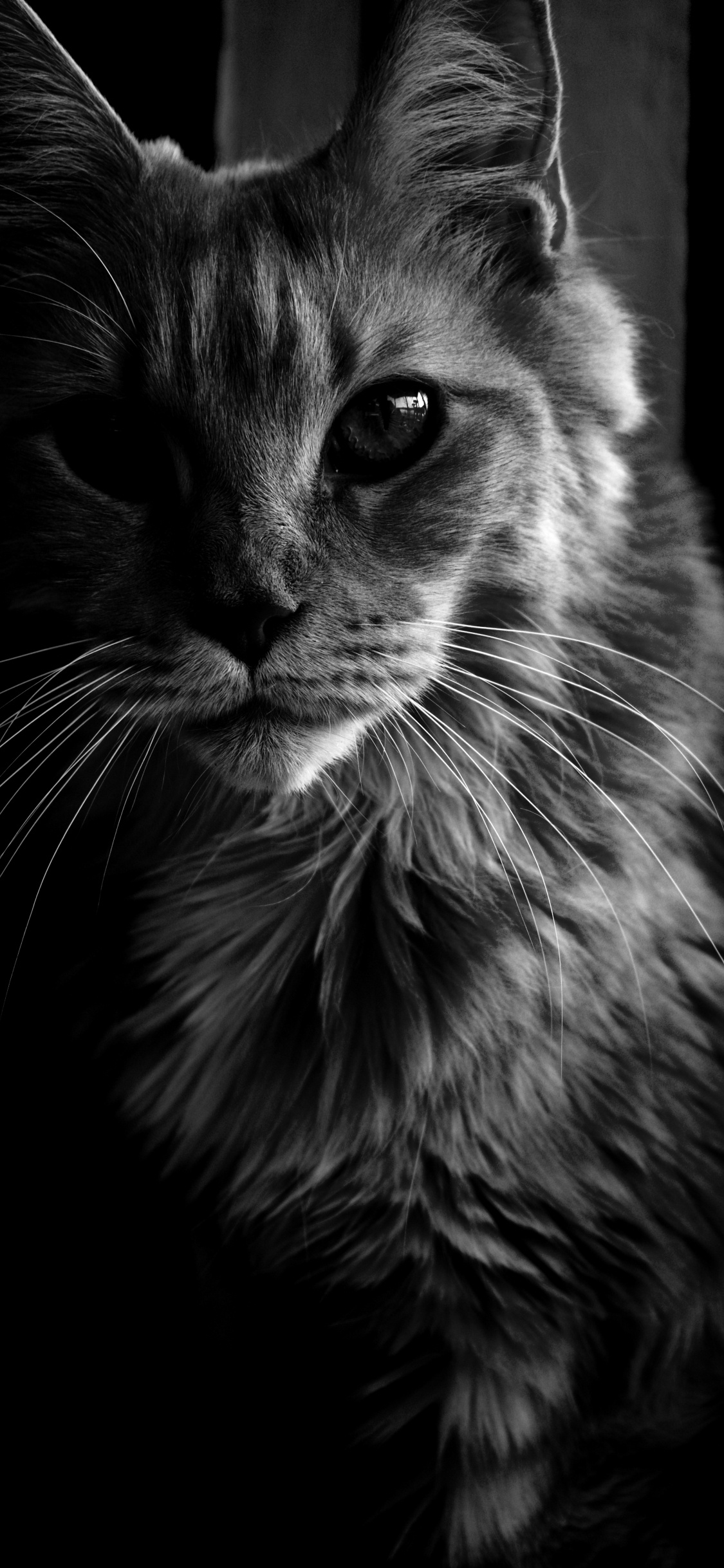 Grayscale Photo of Cat Looking Up. Wallpaper in 1125x2436 Resolution