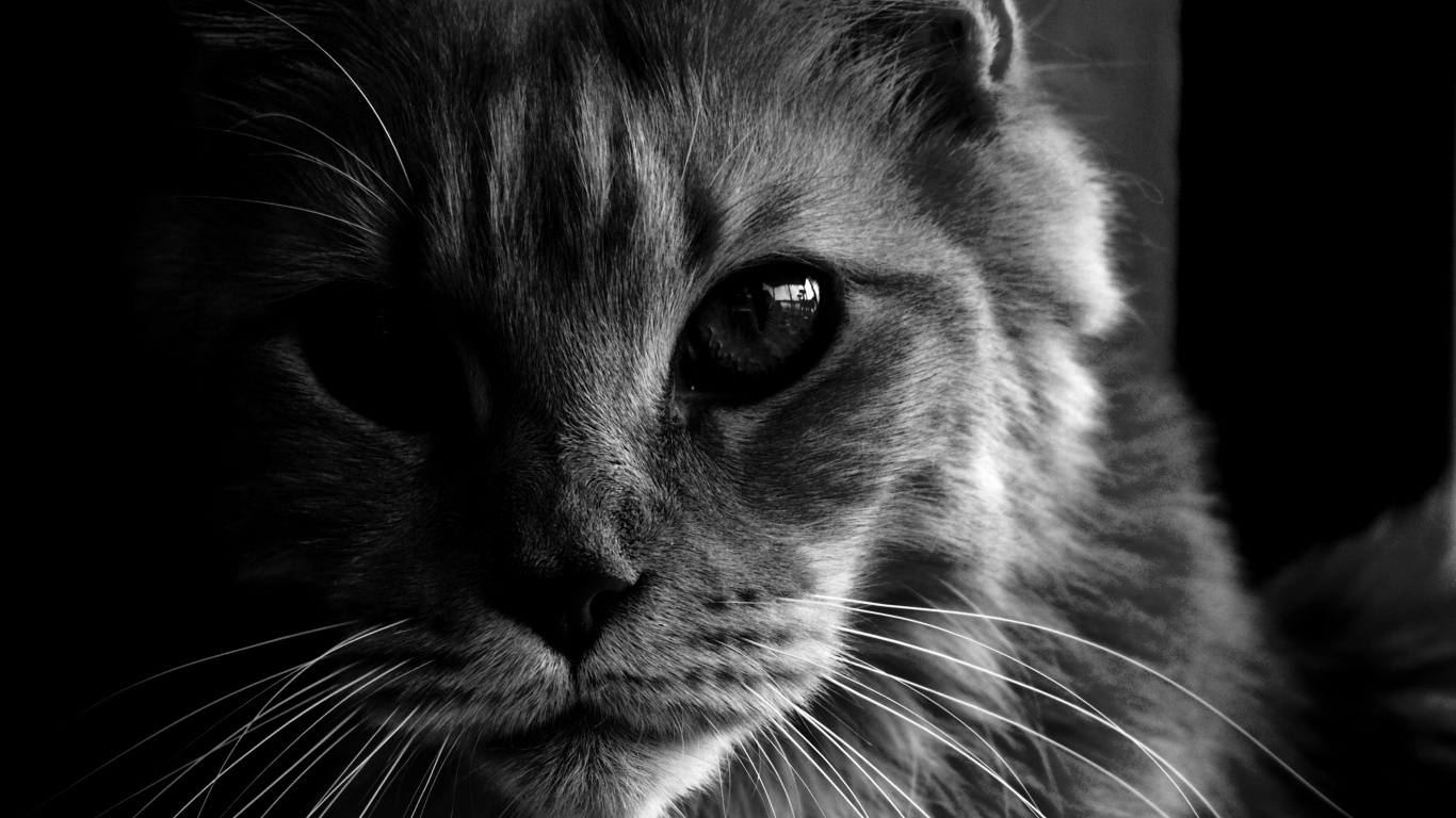 Graustufenfoto Einer Katze, Die Nach Oben Schaut. Wallpaper in 1366x768 Resolution