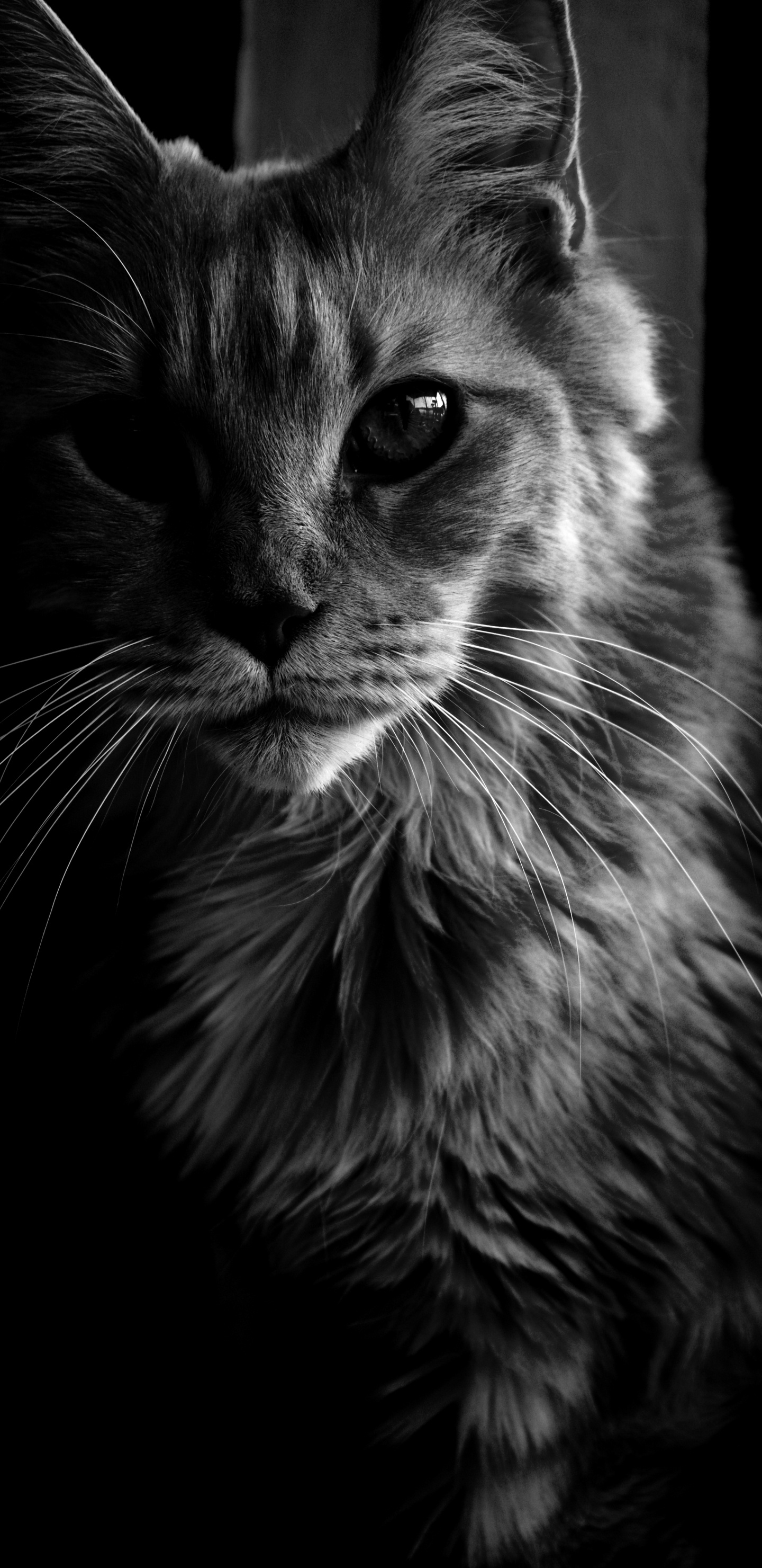 Graustufenfoto Einer Katze, Die Nach Oben Schaut. Wallpaper in 1440x2960 Resolution