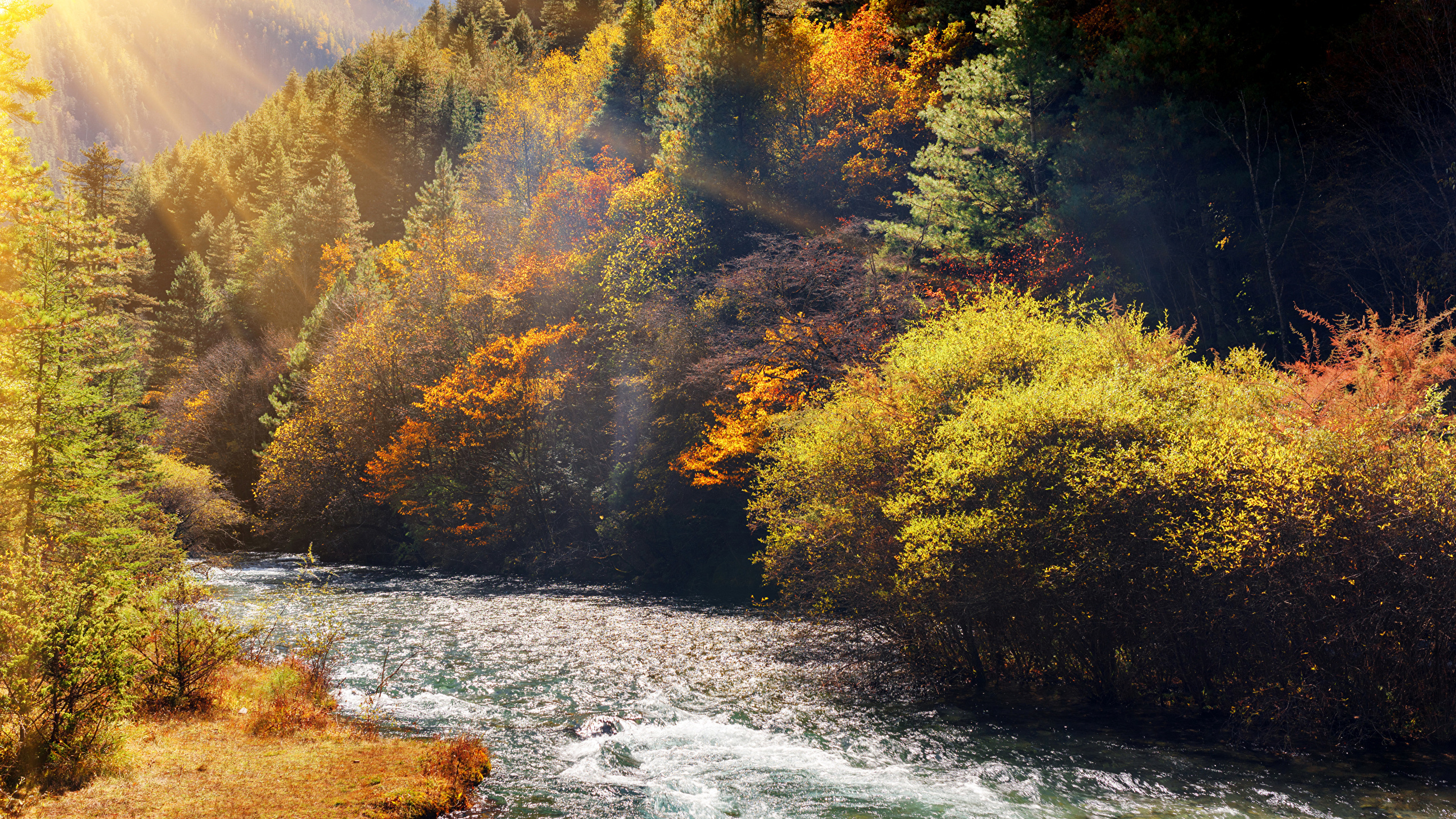 Yellow and Green Trees Beside River During Daytime. Wallpaper in 2560x1440 Resolution