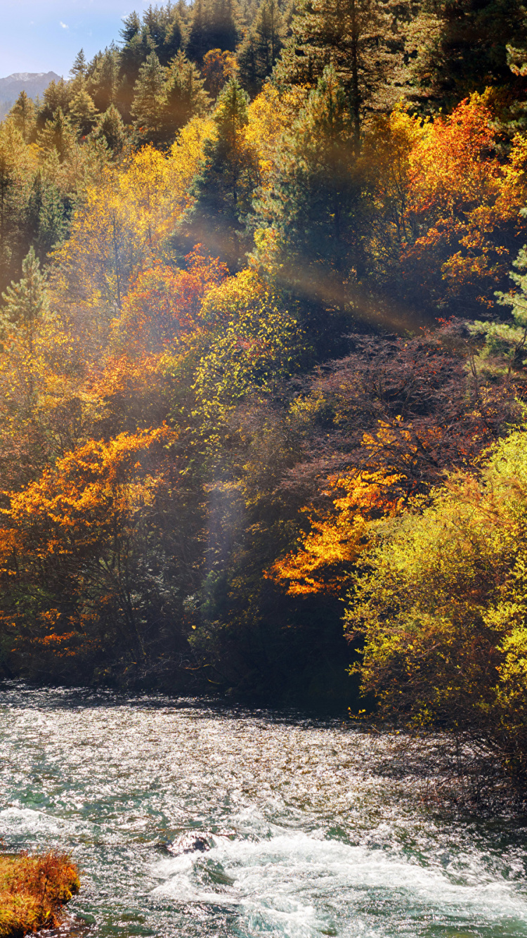 Yellow and Green Trees Beside River During Daytime. Wallpaper in 750x1334 Resolution