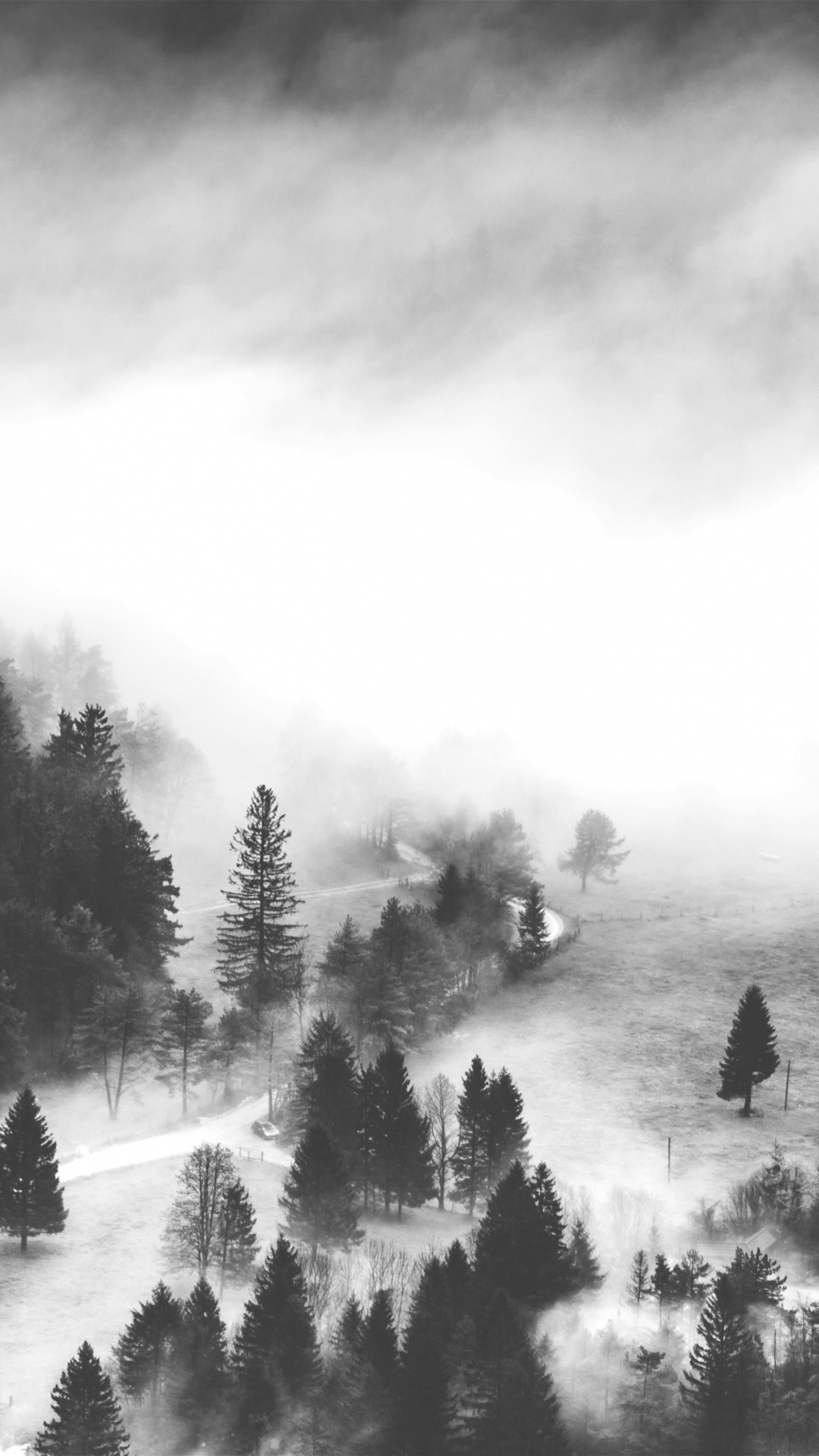 Graustufenfoto Von Schneebedeckten Bäumen. Wallpaper in 1080x1920 Resolution