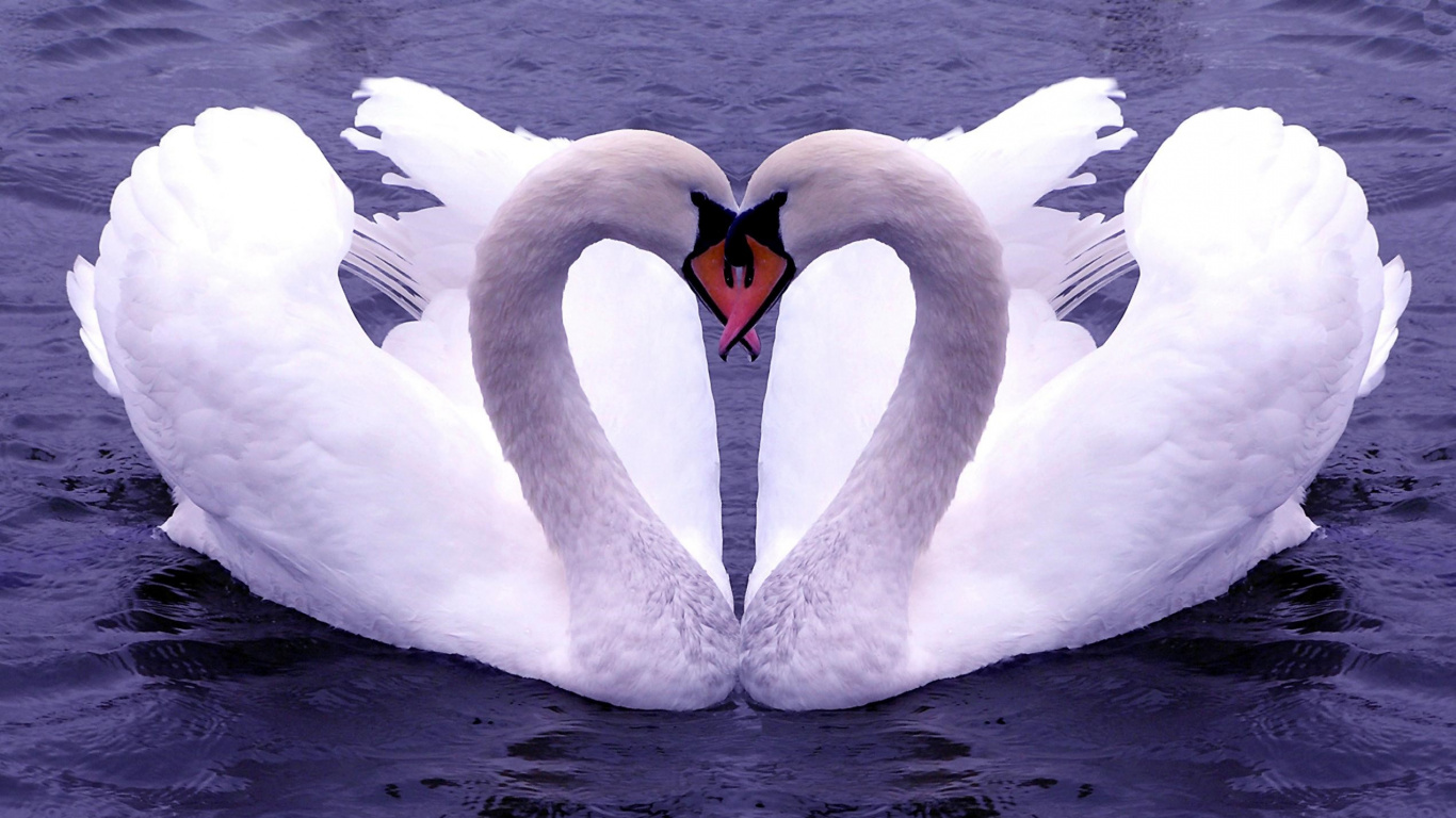 Lovebird, Swan, Bird, Water Bird, Ducks Geese and Swans. Wallpaper in 1366x768 Resolution