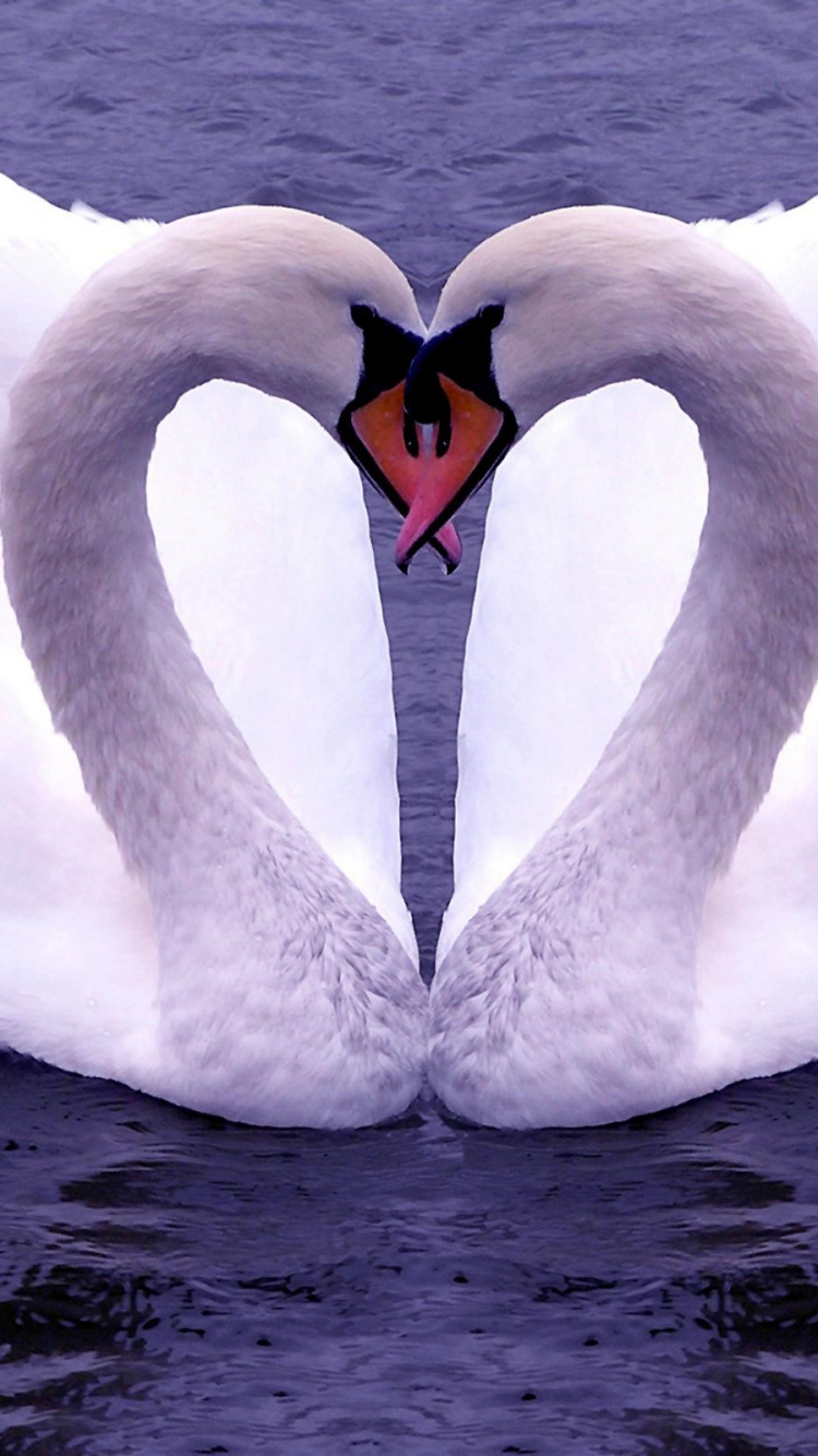 Lovebird, Swan, Bird, Water Bird, Ducks Geese and Swans. Wallpaper in 750x1334 Resolution