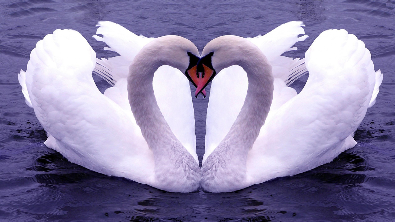 Swan, Vogel, Enten, Gänse Und Schwäne, Liebe, Schnabel. Wallpaper in 1280x720 Resolution