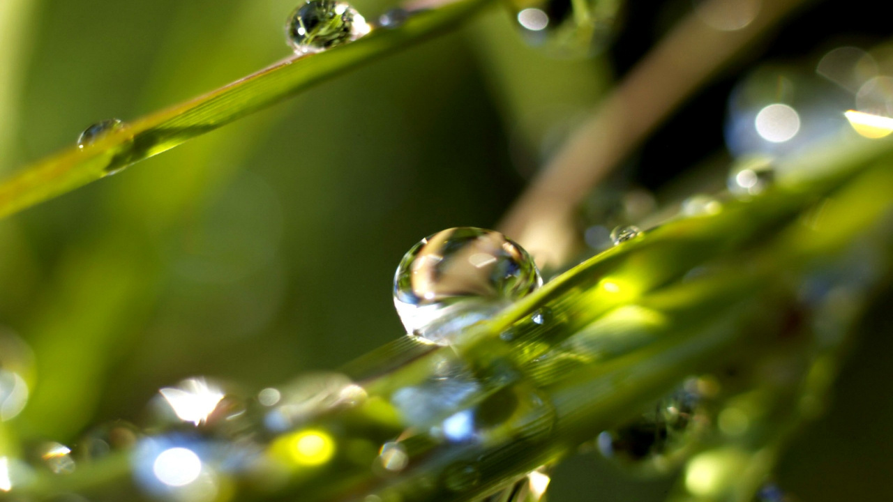 Wassertropfen Auf Grünem Blatt. Wallpaper in 1280x720 Resolution