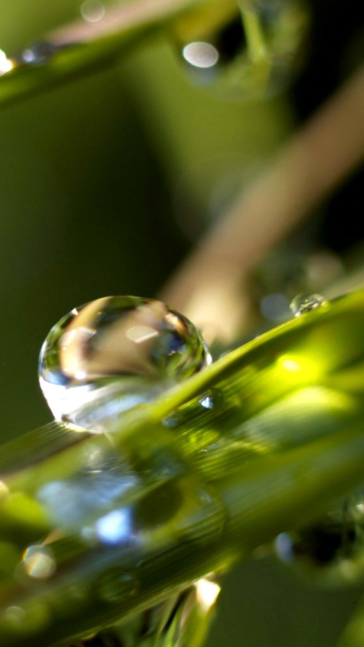 Gotas de Agua en la Hoja Verde. Wallpaper in 720x1280 Resolution