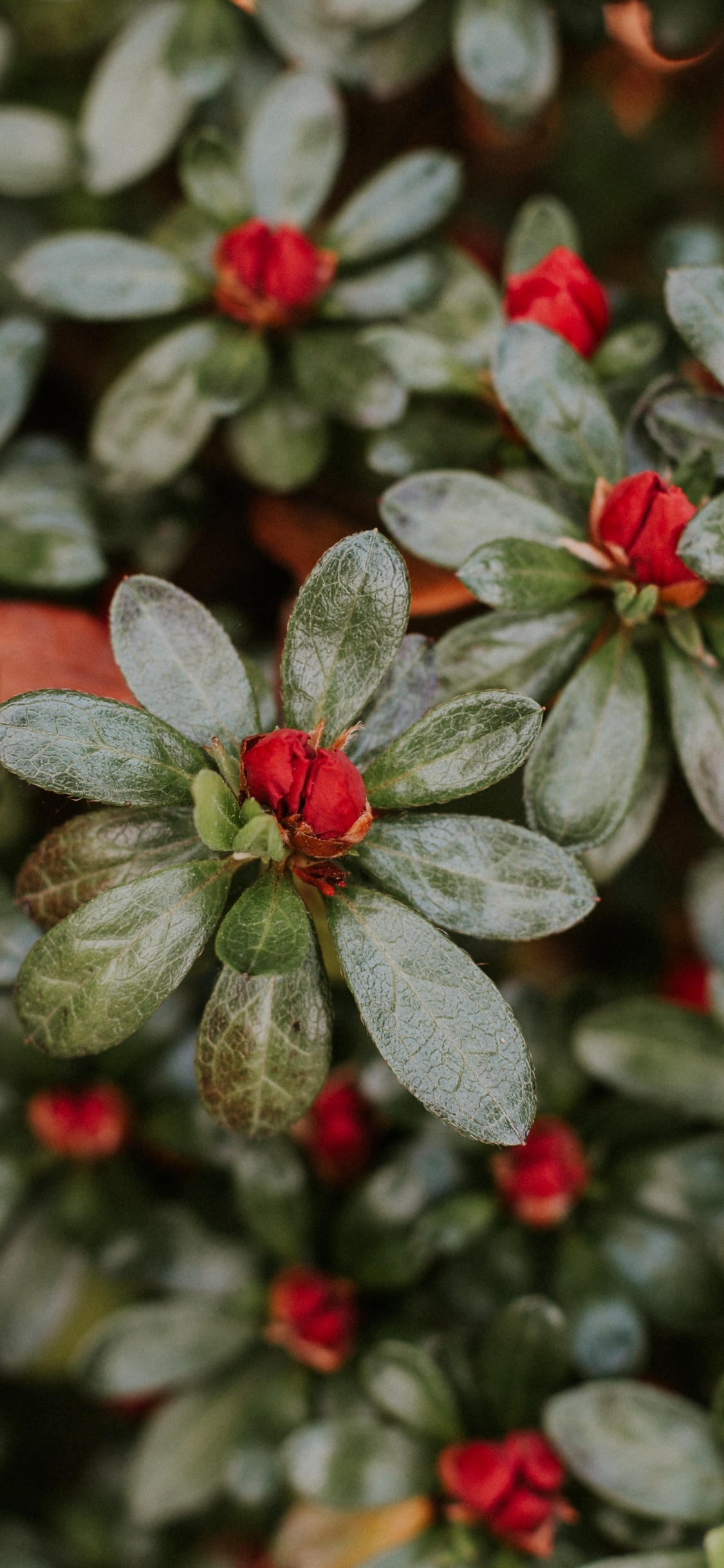 Green and White Flower Plant. Wallpaper in 1125x2436 Resolution