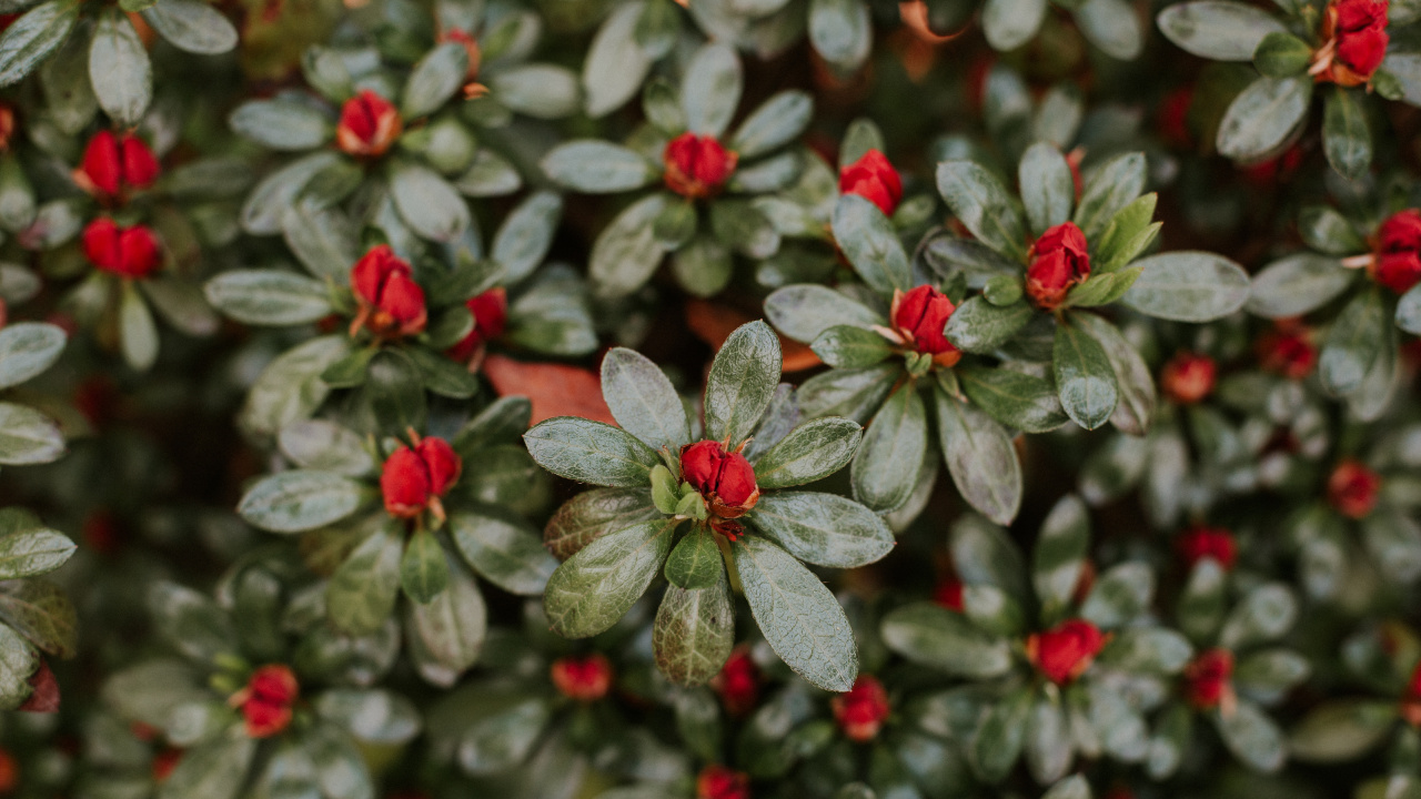 Green and White Flower Plant. Wallpaper in 1280x720 Resolution