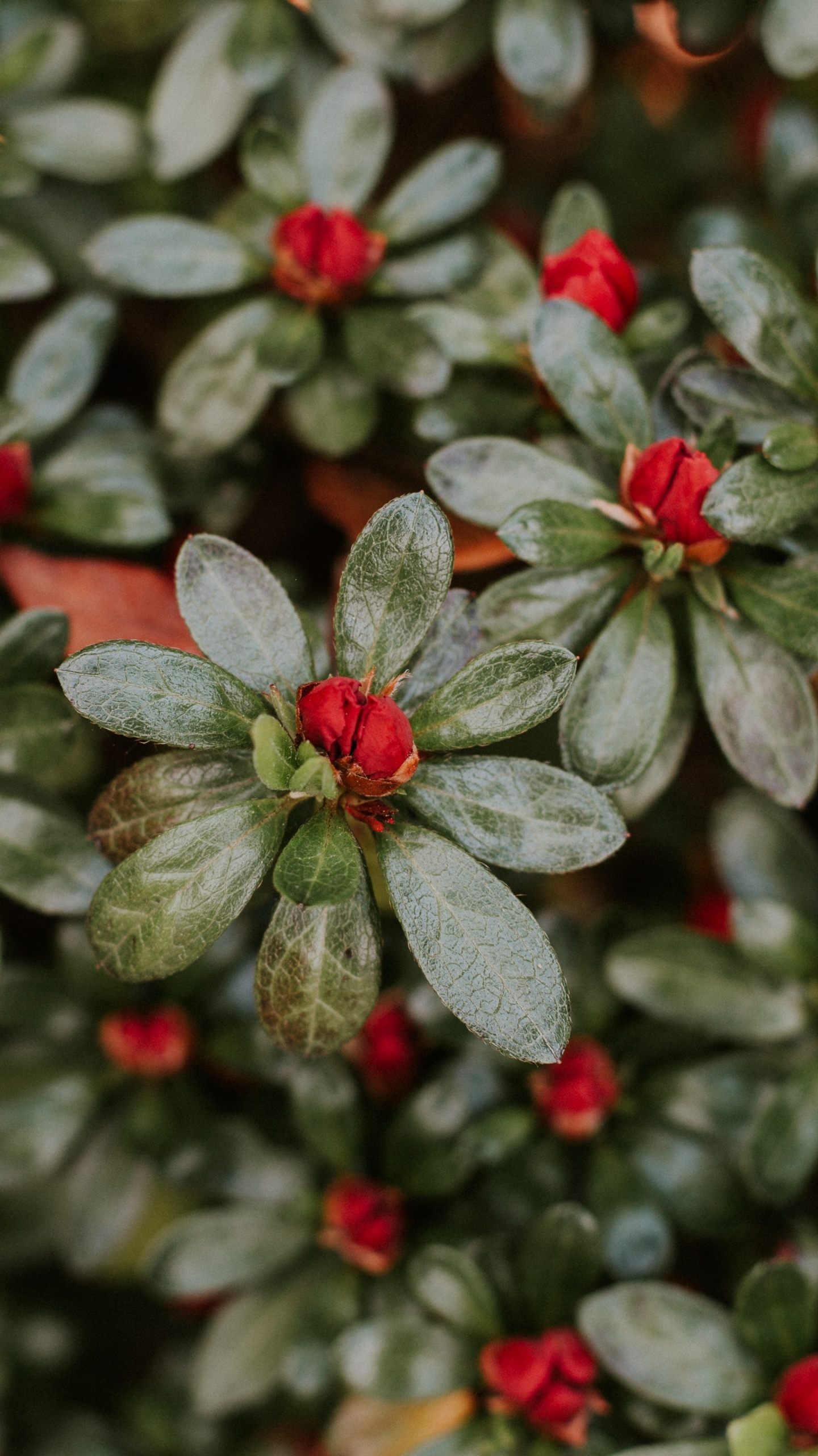 Green and White Flower Plant. Wallpaper in 1440x2560 Resolution