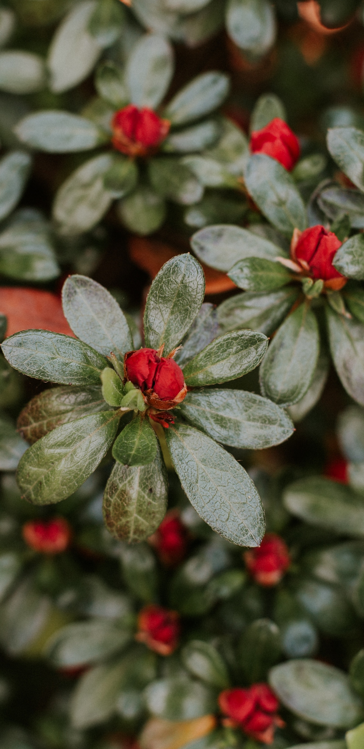 Green and White Flower Plant. Wallpaper in 1440x2960 Resolution