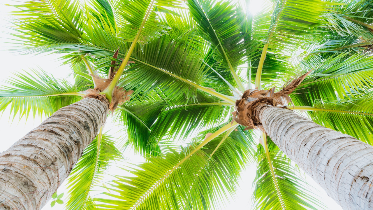 Green Coconut Tree During Daytime. Wallpaper in 1280x720 Resolution