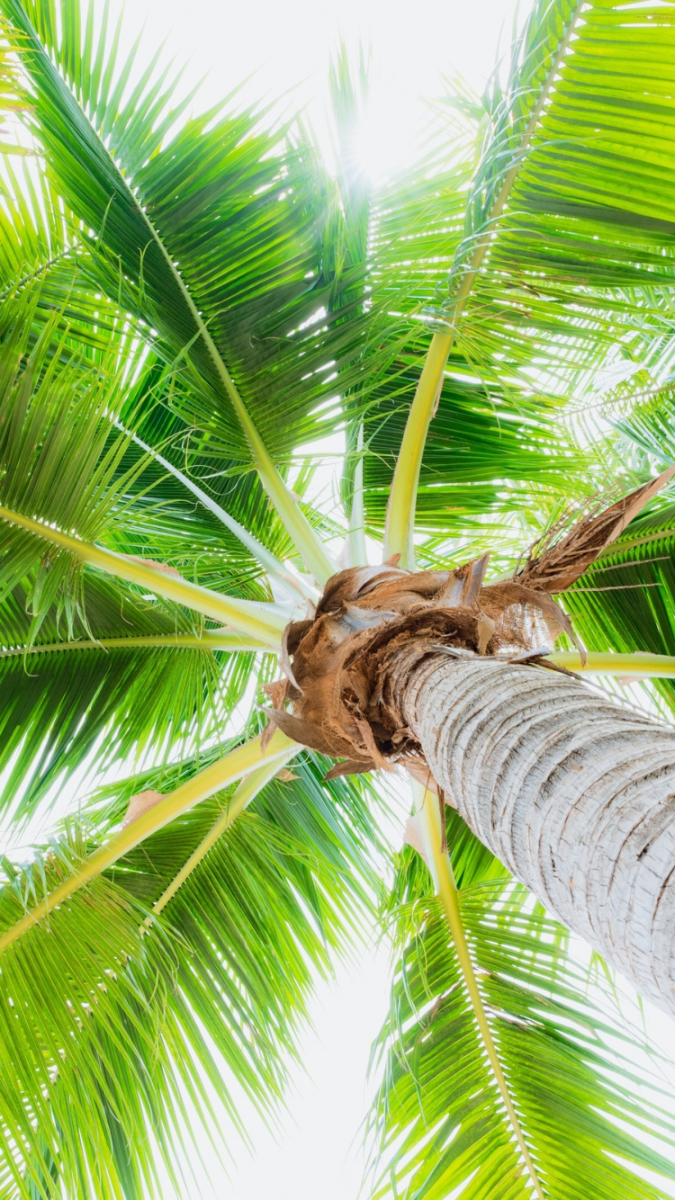 Green Coconut Tree During Daytime. Wallpaper in 750x1334 Resolution