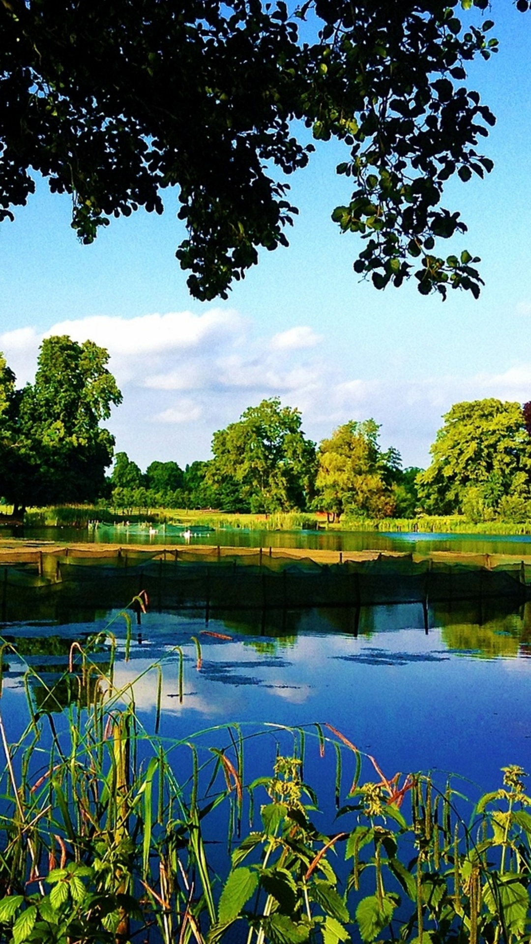Arbres Verts à Côté de la Rivière Sous Ciel Bleu Pendant la Journée. Wallpaper in 1080x1920 Resolution