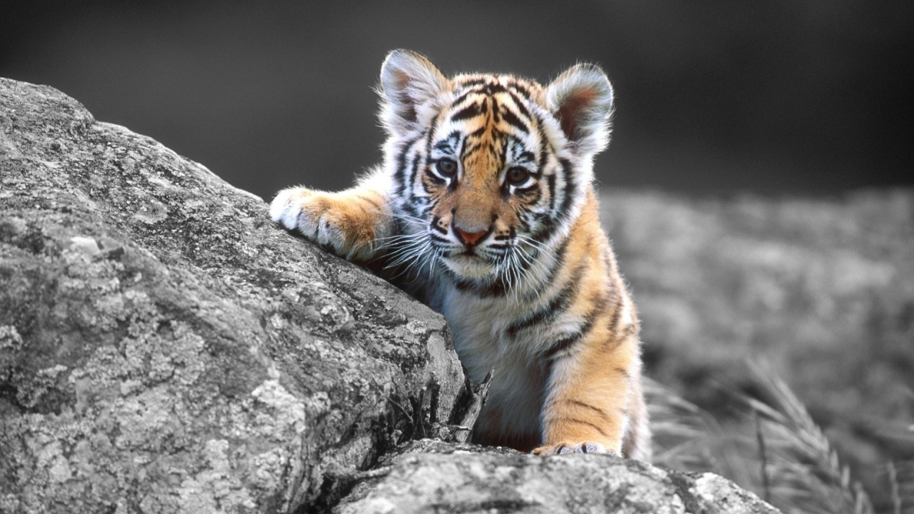 Tiger Lying on Gray Rock. Wallpaper in 1280x720 Resolution