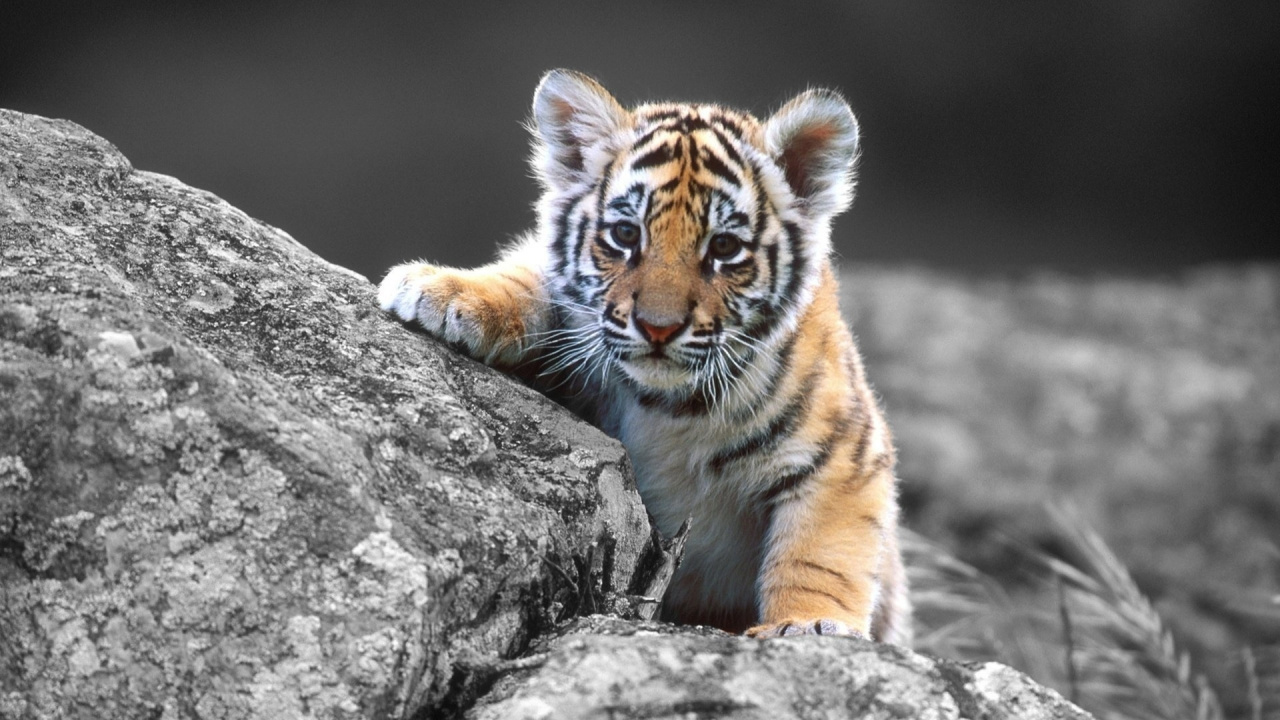 老虎, 野生动物, 孟加拉虎, 陆地动物, 西伯利亚虎 壁纸 1280x720 允许