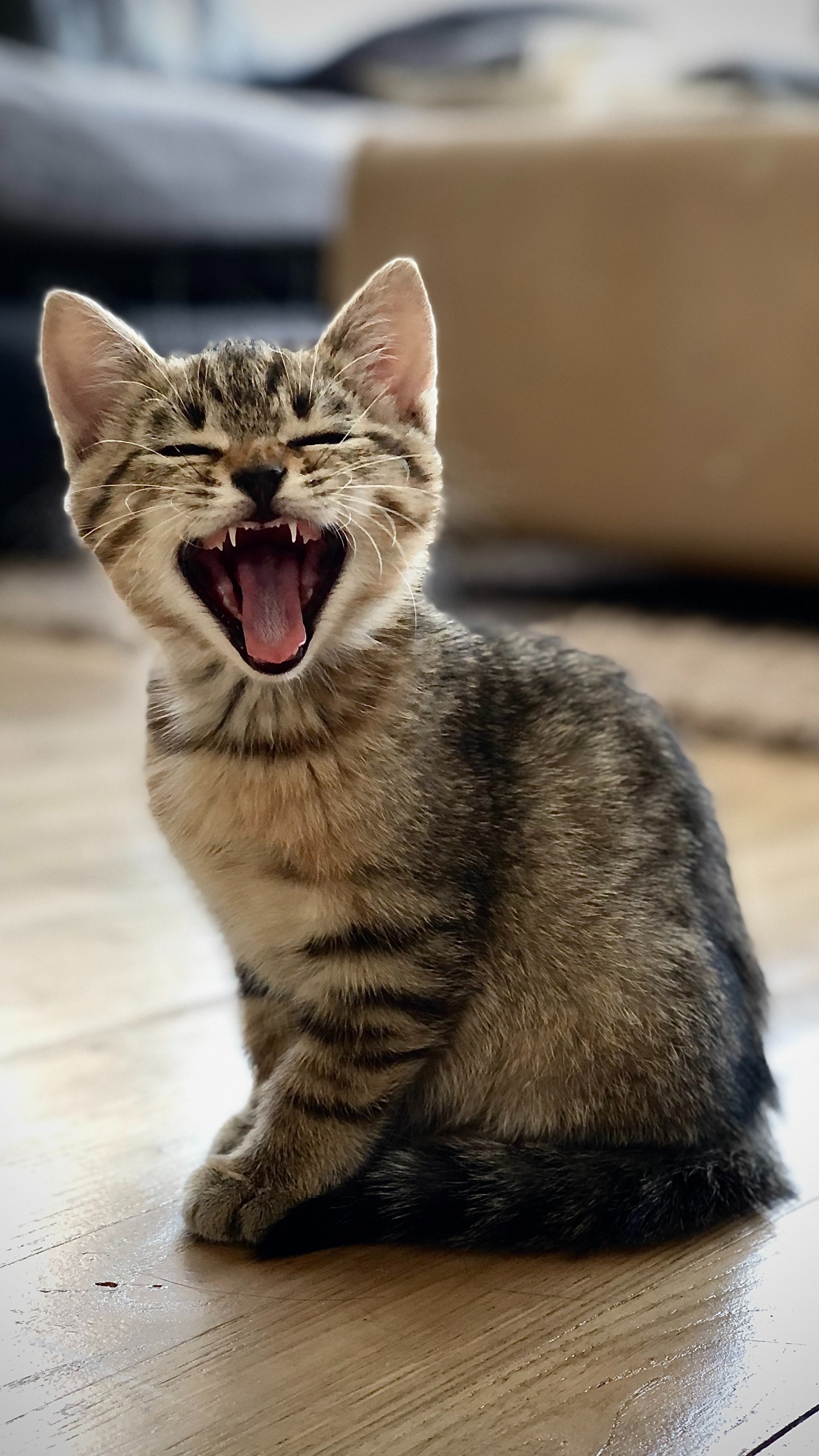 European Shorthair, Dragon Li, Chat Tigré, Bâillement, Moustache. Wallpaper in 1440x2560 Resolution