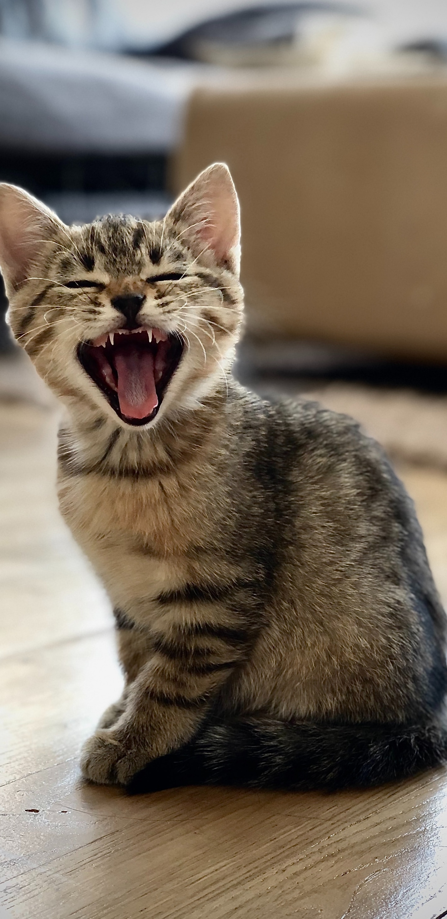 European Shorthair, Dragon Li, Chat Tigré, Bâillement, Moustache. Wallpaper in 1440x2960 Resolution