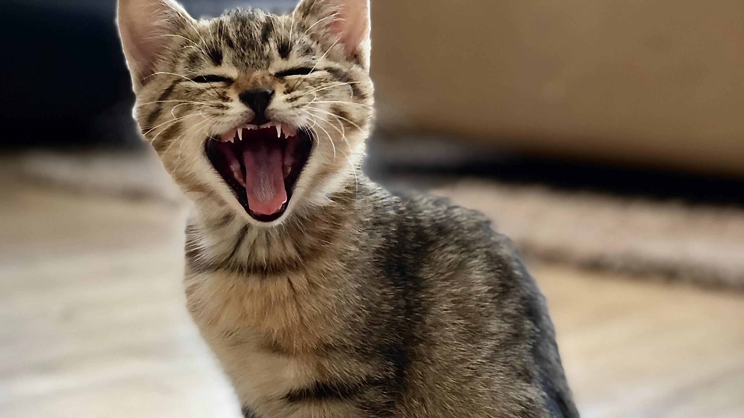 European Shorthair, Dragon Li, Chat Tigré, Bâillement, Moustache. Wallpaper in 2560x1440 Resolution