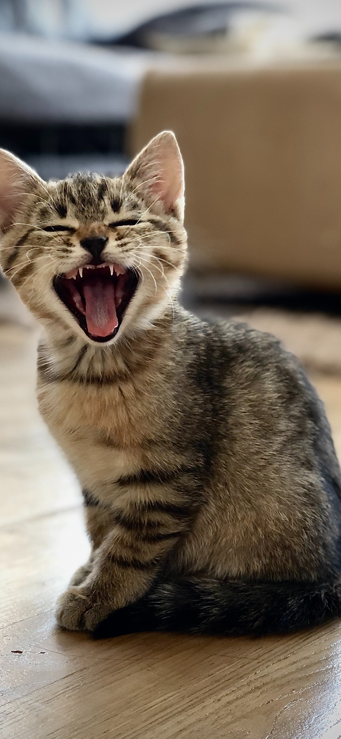 European Shorthair, Dragon Li, Tabby Cat, Snout, Yawn. Wallpaper in 1125x2436 Resolution