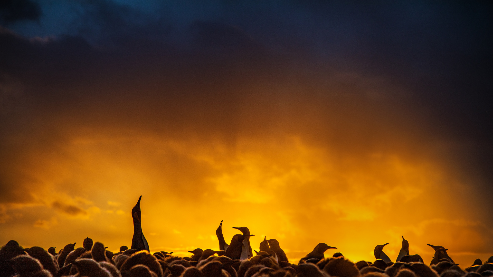 Silueta de Bandada de Pájaros Volando Durante la Puesta de Sol. Wallpaper in 1920x1080 Resolution