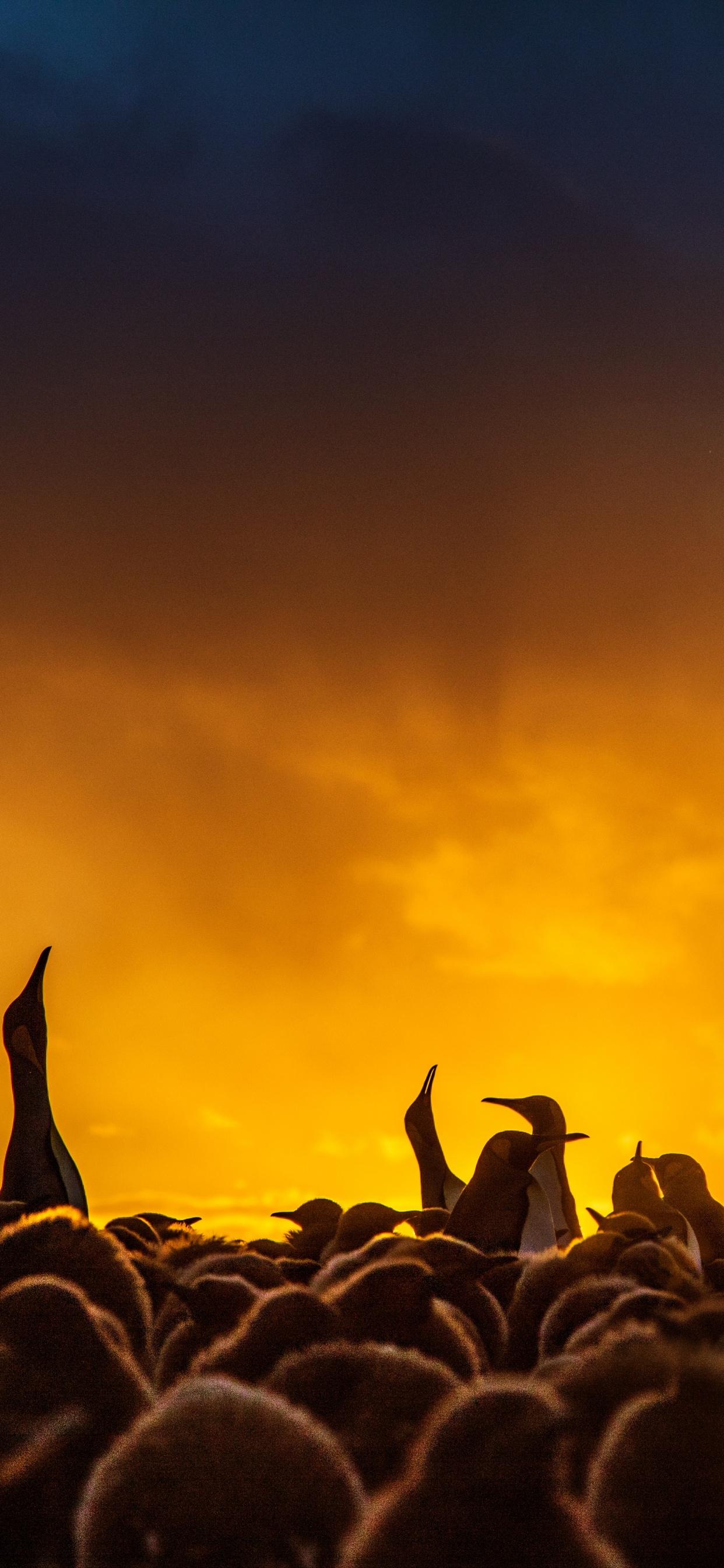 Silhouette of Flock of Birds Flying During Sunset. Wallpaper in 1242x2688 Resolution