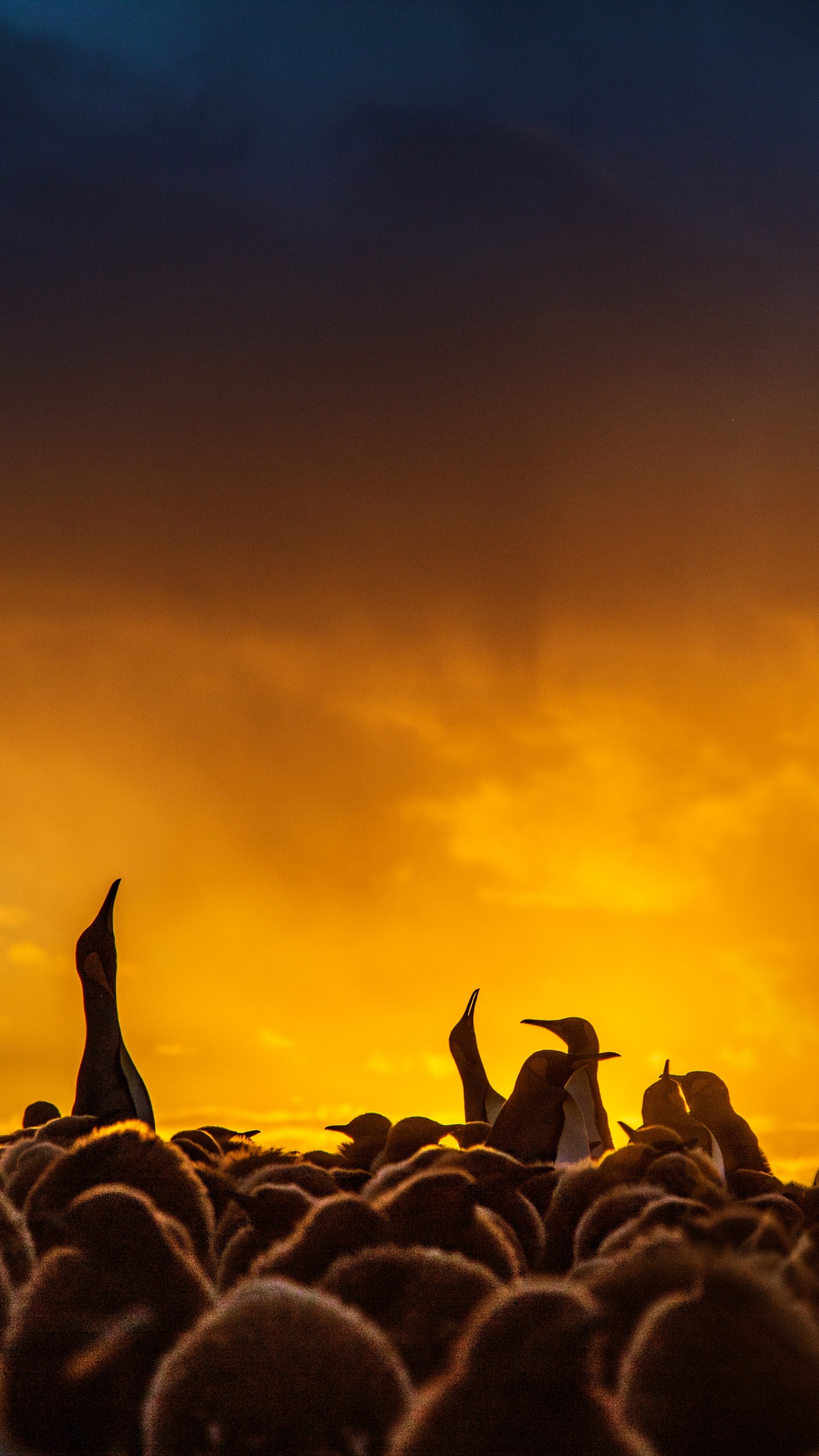 Silhouette of Flock of Birds Flying During Sunset. Wallpaper in 1440x2560 Resolution