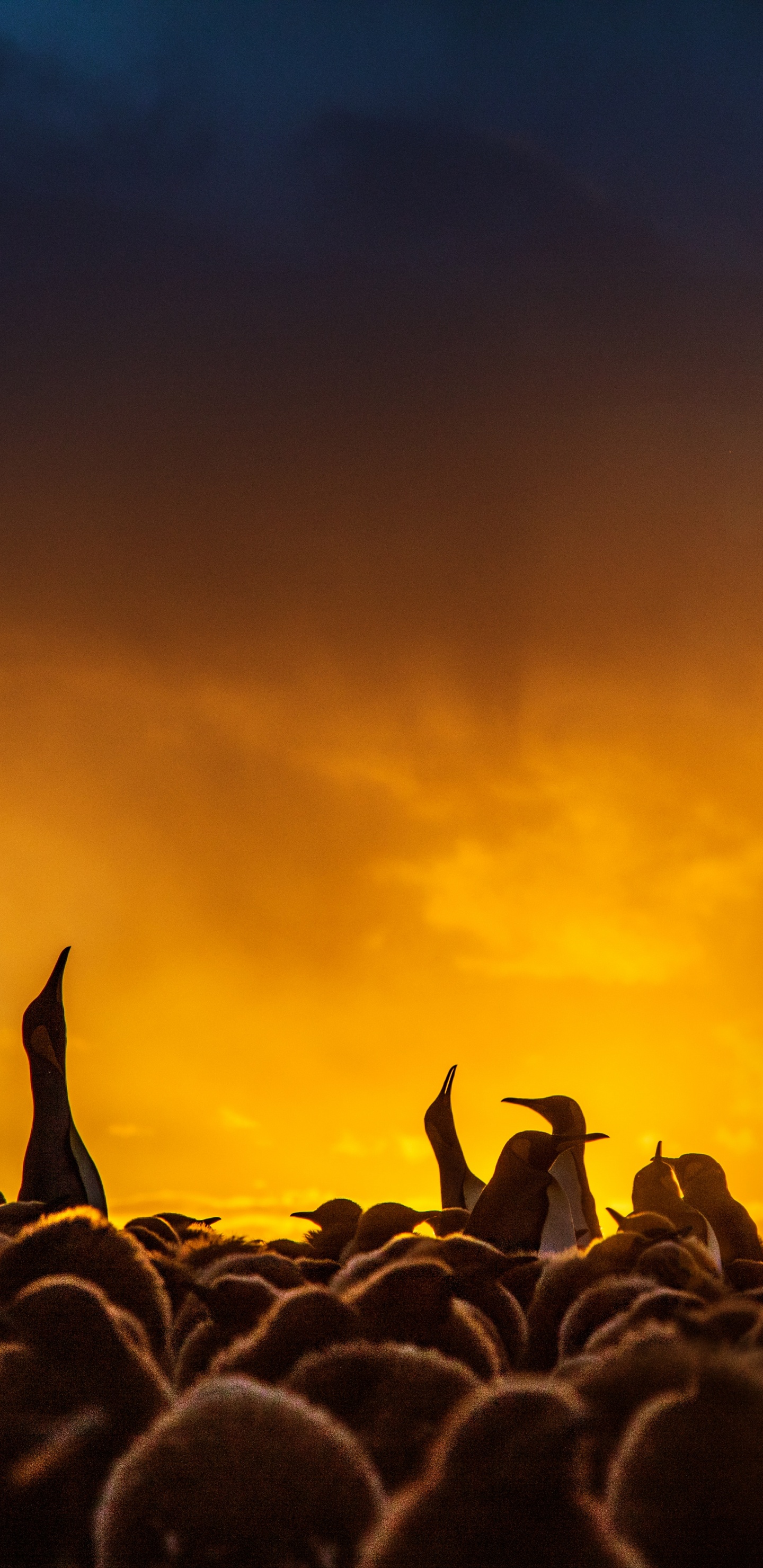 Silhouette of Flock of Birds Flying During Sunset. Wallpaper in 1440x2960 Resolution