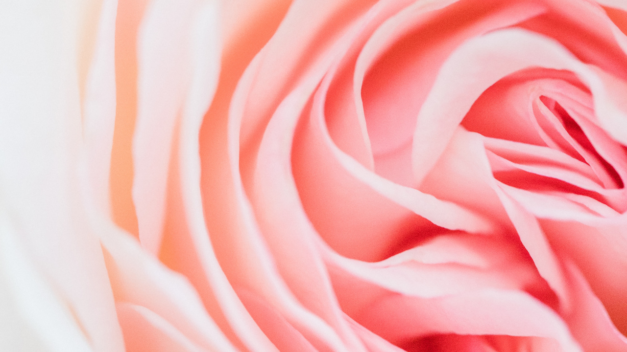 Pink Rose in White Ceramic Vase. Wallpaper in 1280x720 Resolution