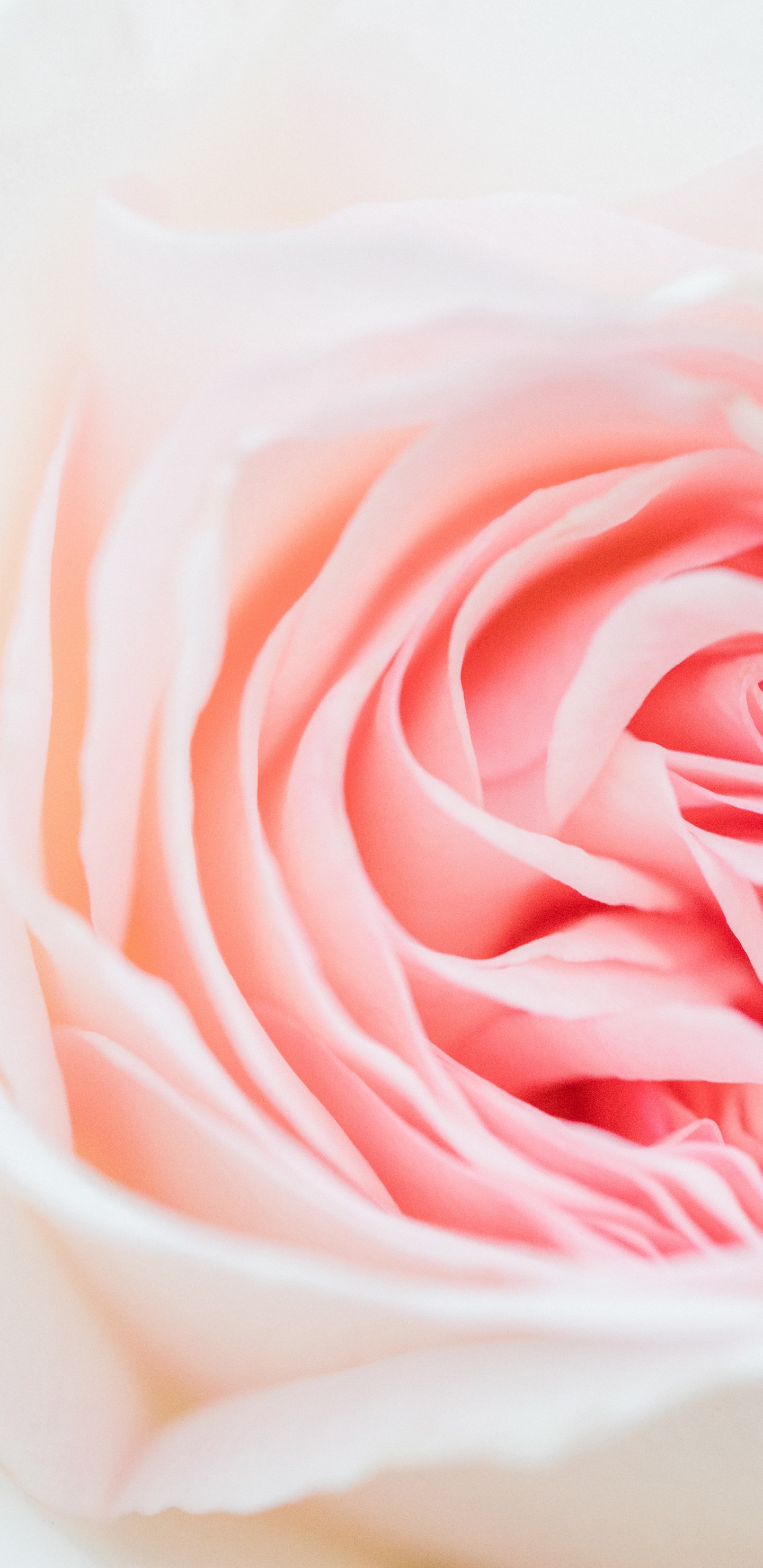 Pink Rose in White Ceramic Vase. Wallpaper in 1440x2960 Resolution
