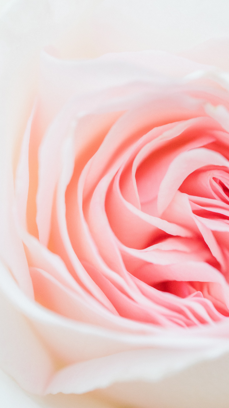 Pink Rose in White Ceramic Vase. Wallpaper in 750x1334 Resolution