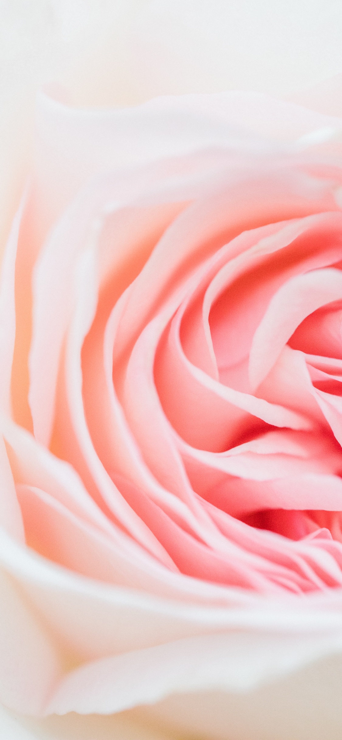 Rosa Rosa en Jarrón de Cerámica Blanca. Wallpaper in 1125x2436 Resolution