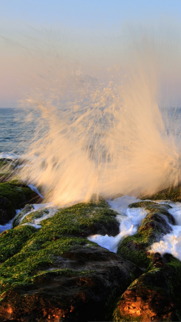 Green Moss on Brown Rock Near Sea During Daytime. Wallpaper in 720x1280 Resolution