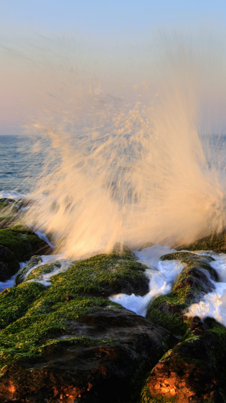 Green Moss on Brown Rock Near Sea During Daytime. Wallpaper in 750x1334 Resolution