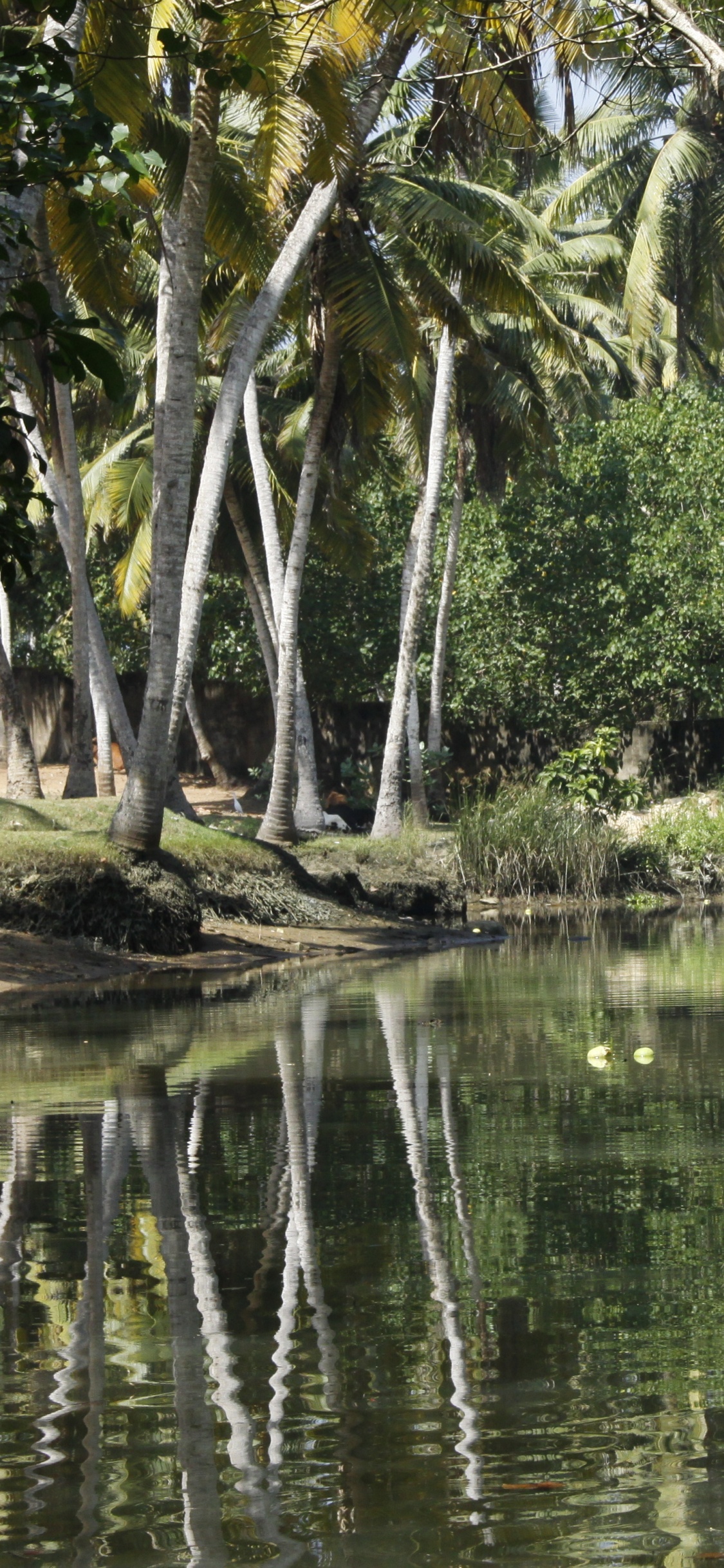 Green Trees Beside River During Daytime. Wallpaper in 1125x2436 Resolution