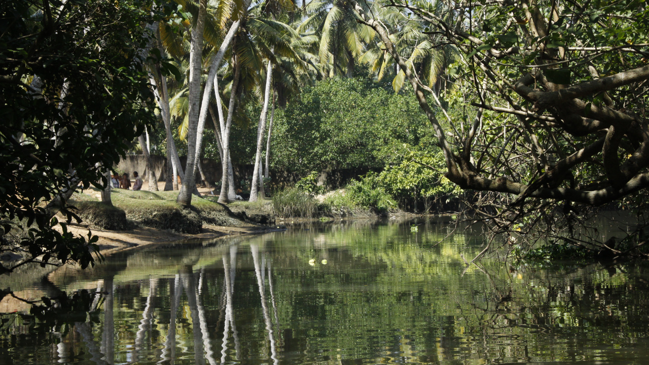 Green Trees Beside River During Daytime. Wallpaper in 1280x720 Resolution