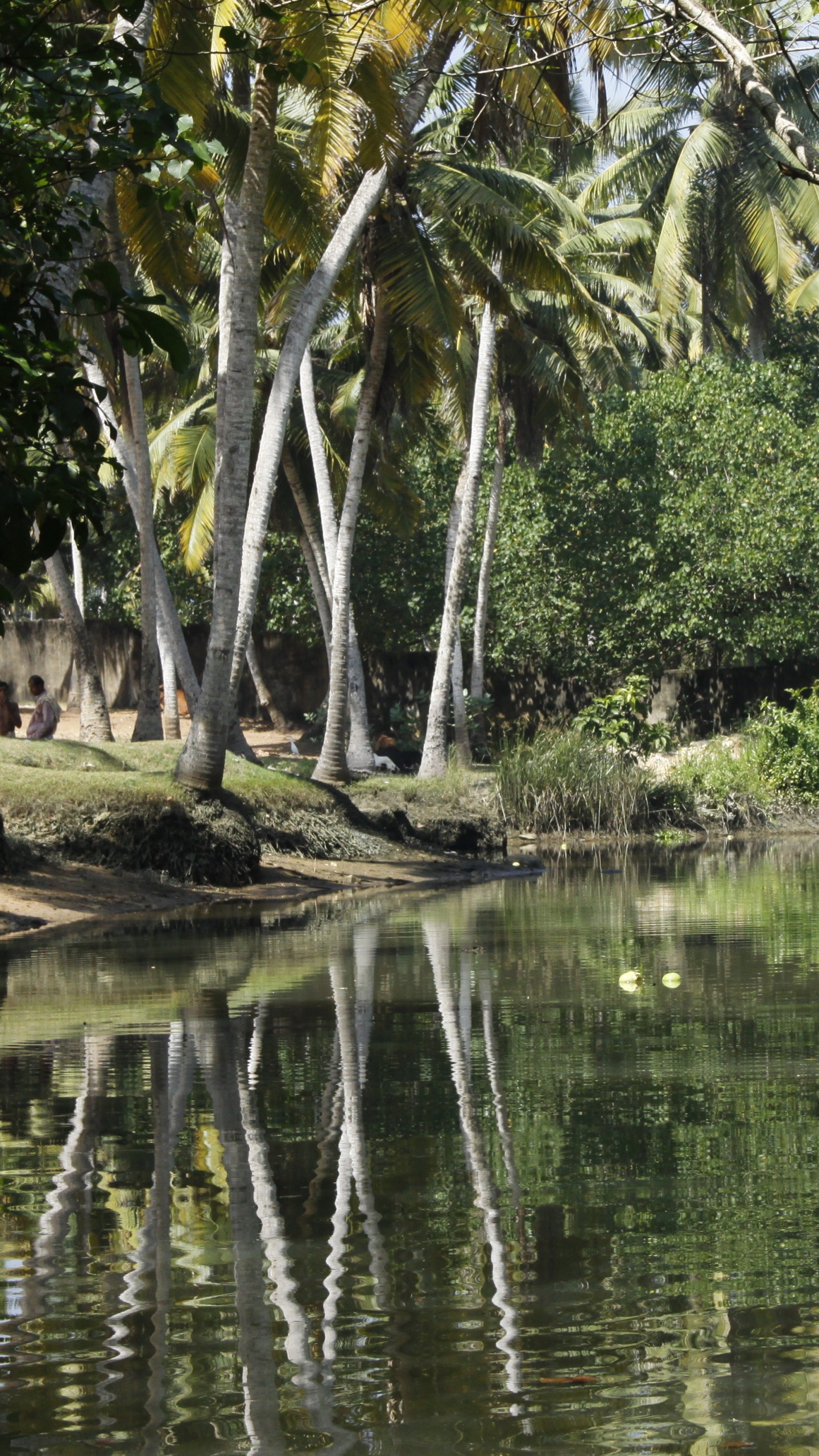 Green Trees Beside River During Daytime. Wallpaper in 1440x2560 Resolution
